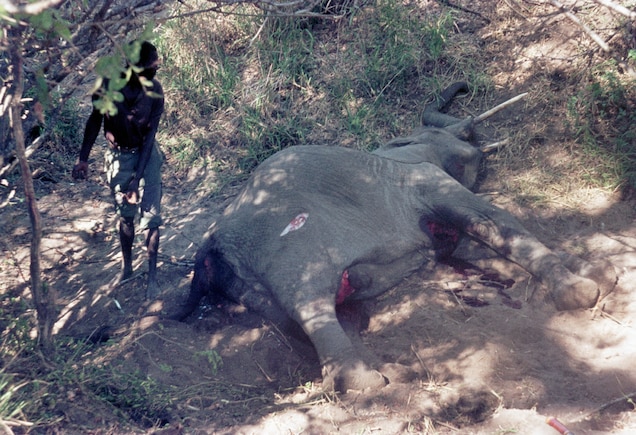This pregnant elephant died after been trapped in a wire snare, her fate to be hacked apart for her ivory and meat. During the past five years, elephant numbers in Mozambique have fallen by nearly half. Photograph by Peter Johnson, Corbis