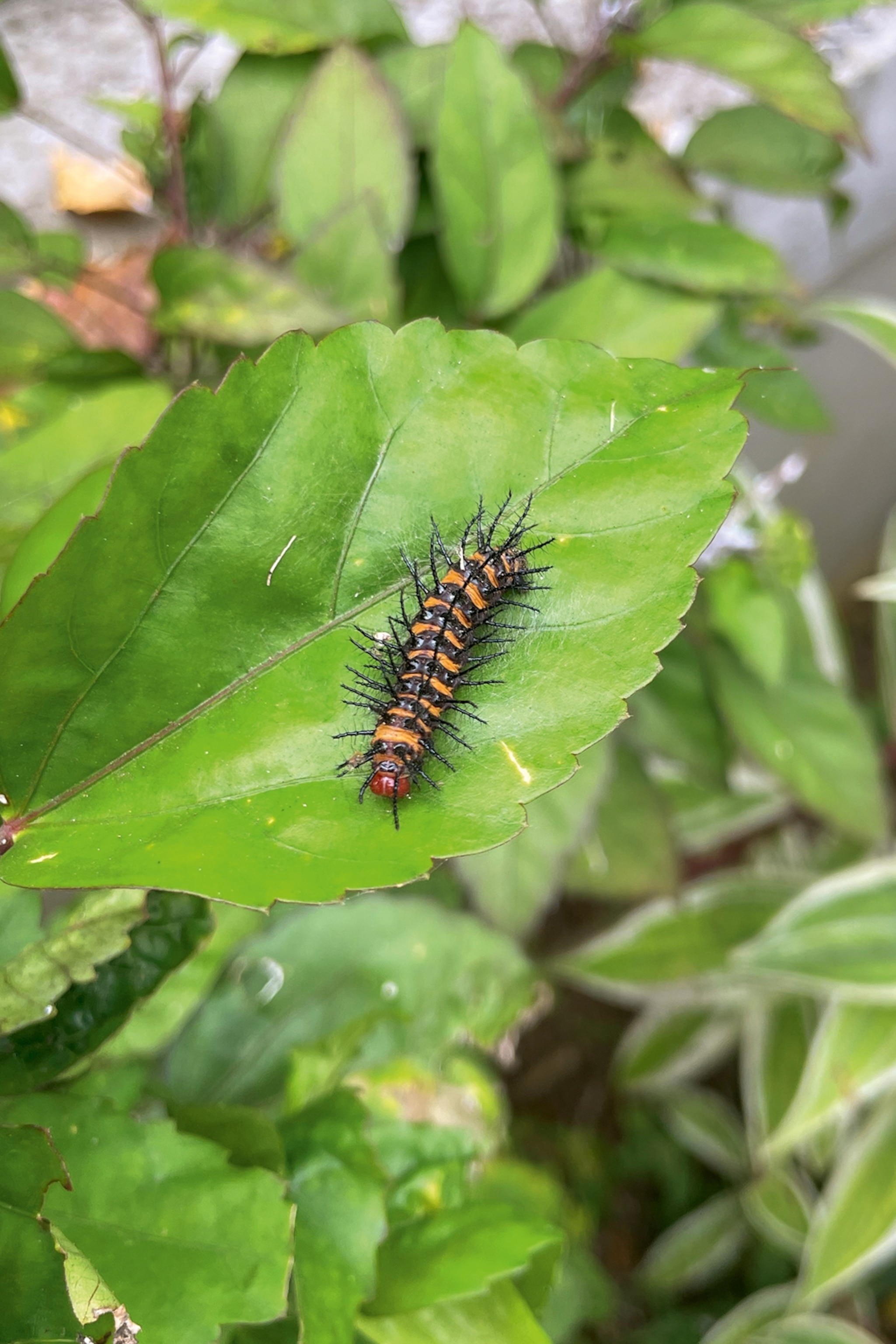 A close-up of a spikey caterpillar on a leaf.