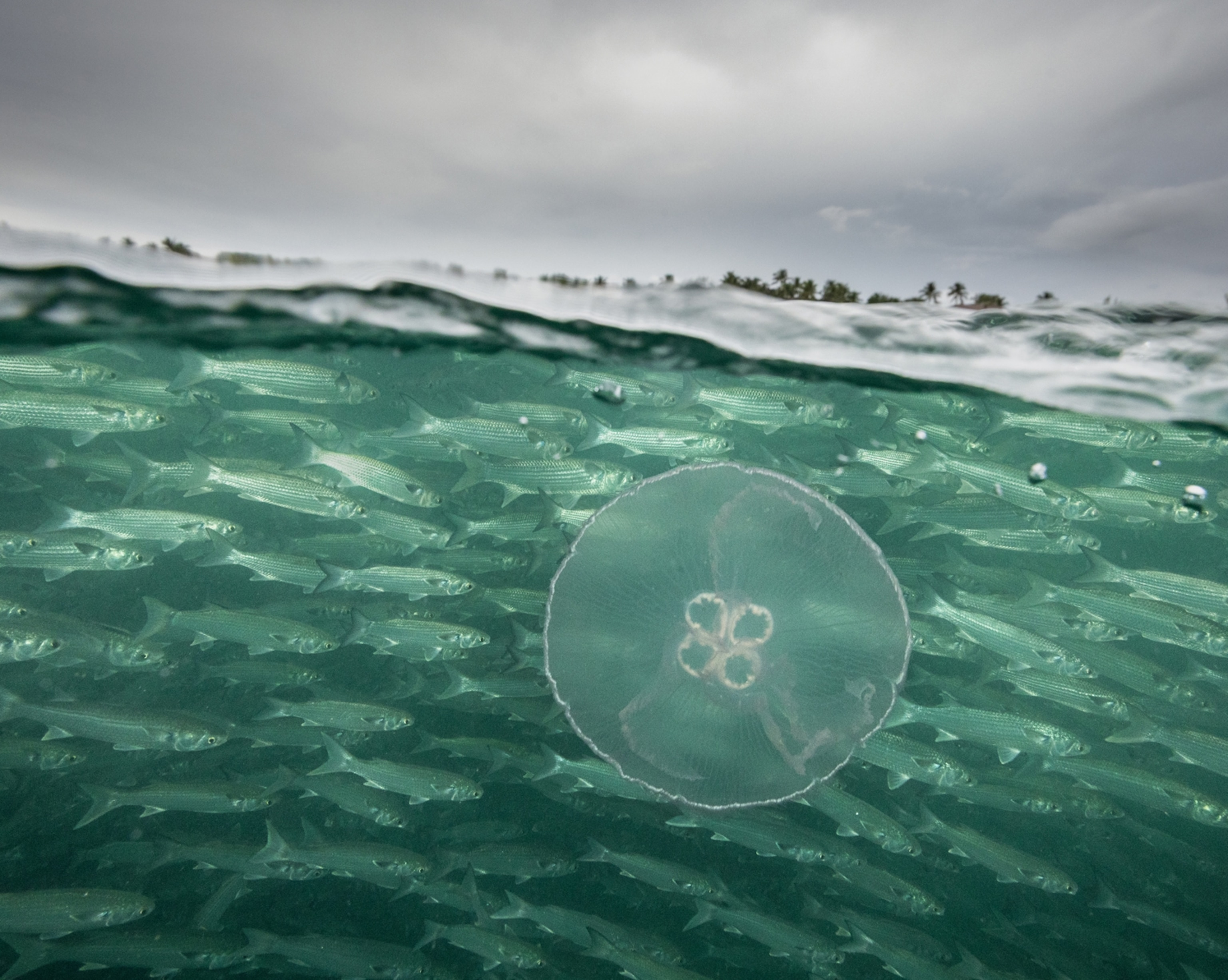 A jellyfish floats along with other fish underwater.