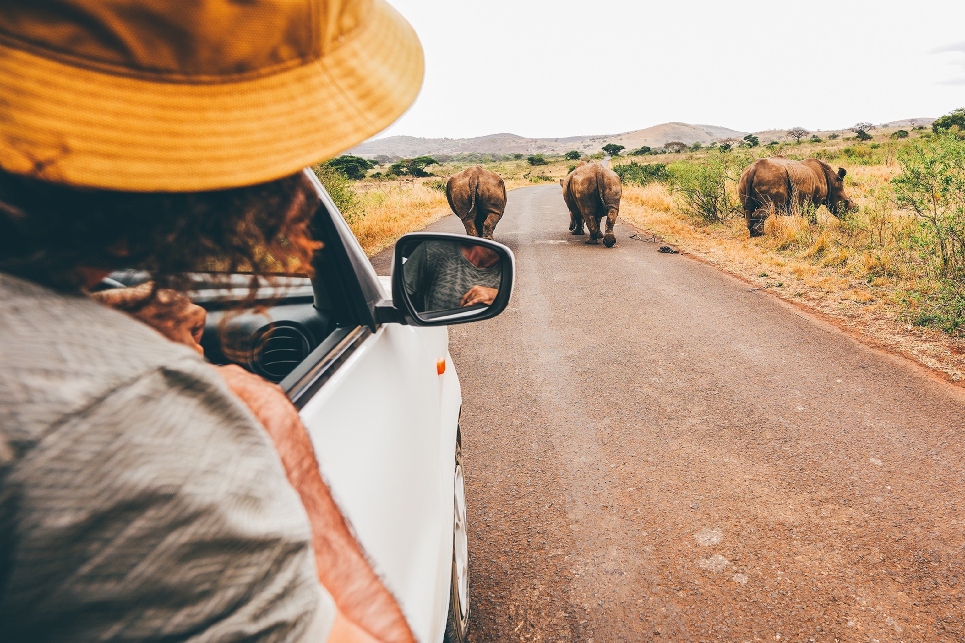 A POV shot taken from a safari truck over the shoulder of a man sitting in the front passenger seat, looking out onto a dusty road with rhinos crossing.