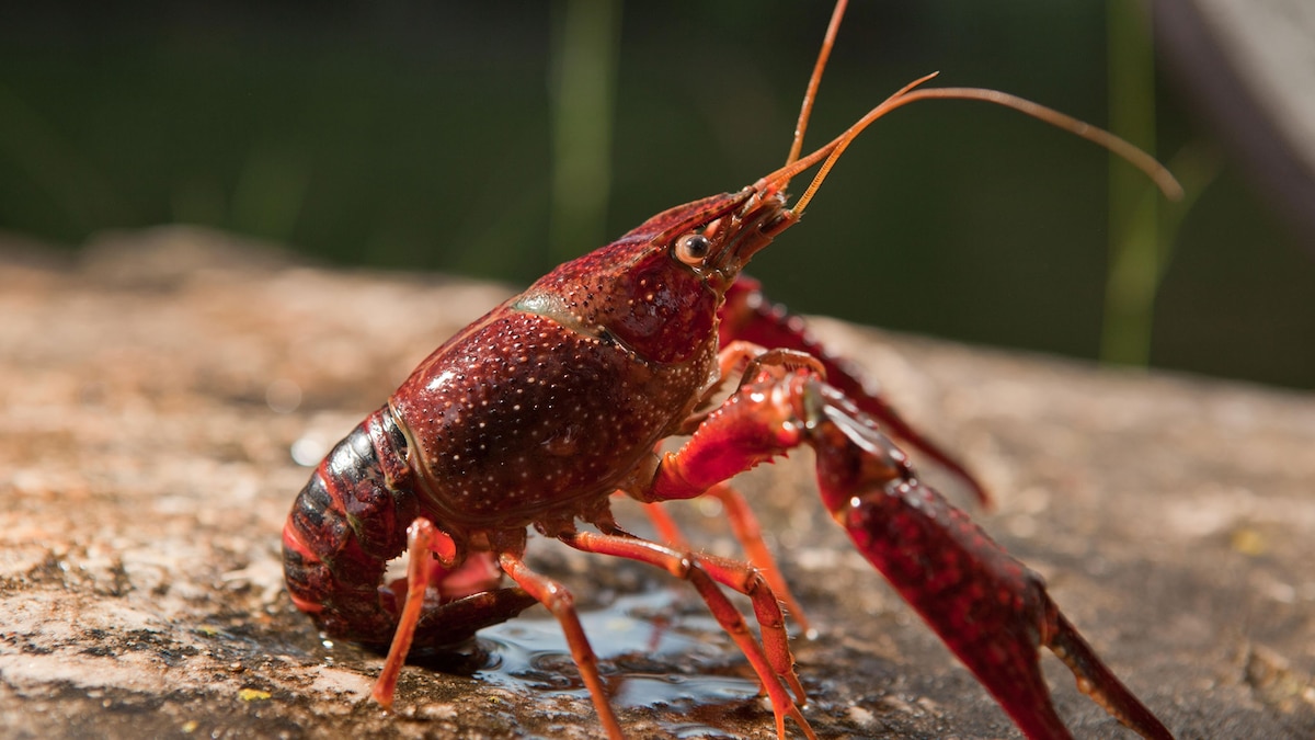 Invasive Crayfish Lead to More Mosquitoes—and Disease Risk | National  Geographic
