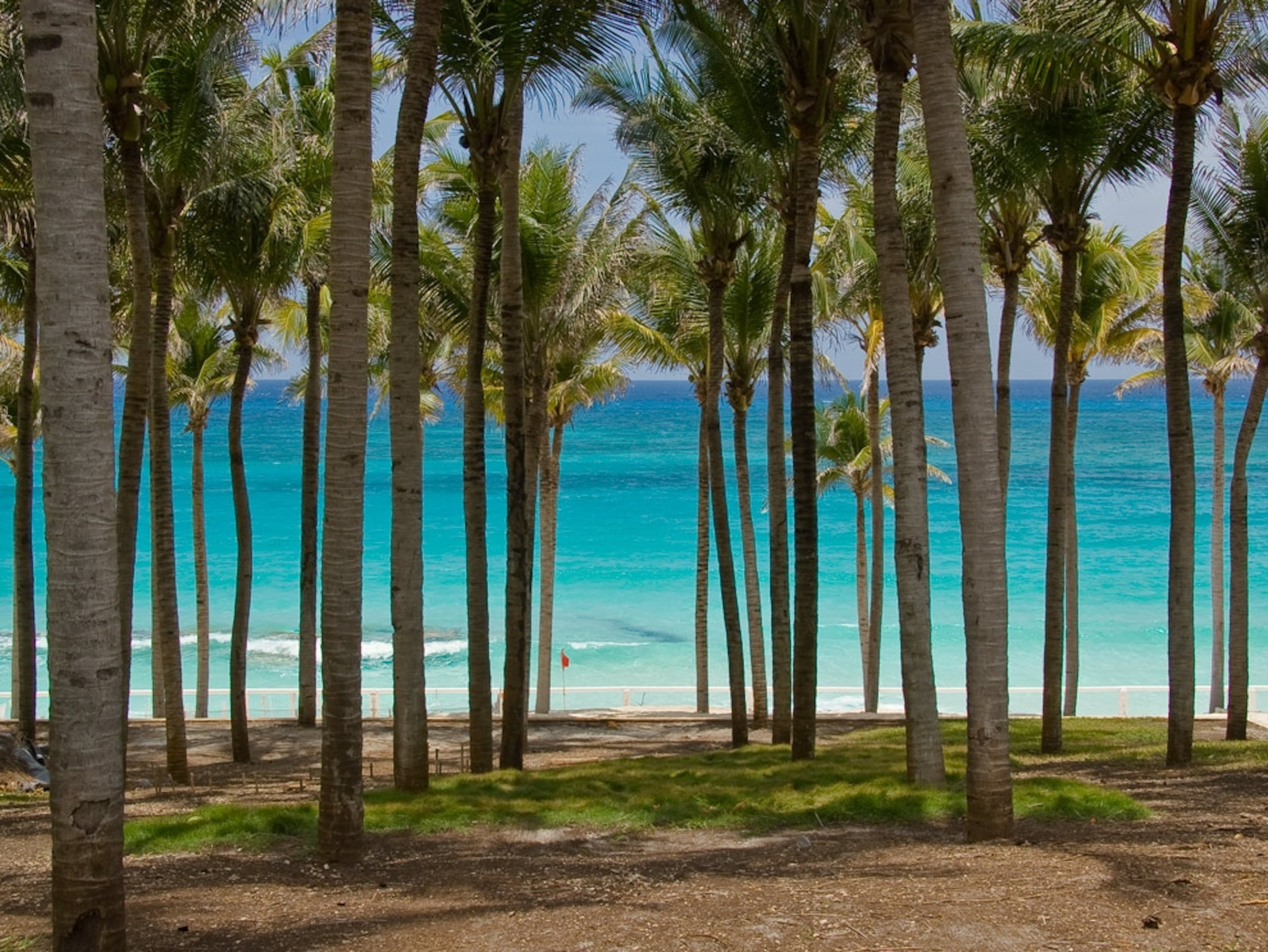 Rows of palm trees on a beach