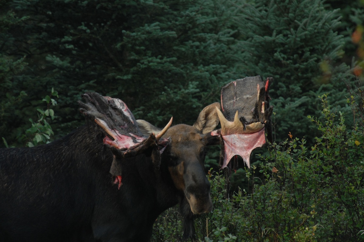 Why Do Moose Shed Their Antlers?