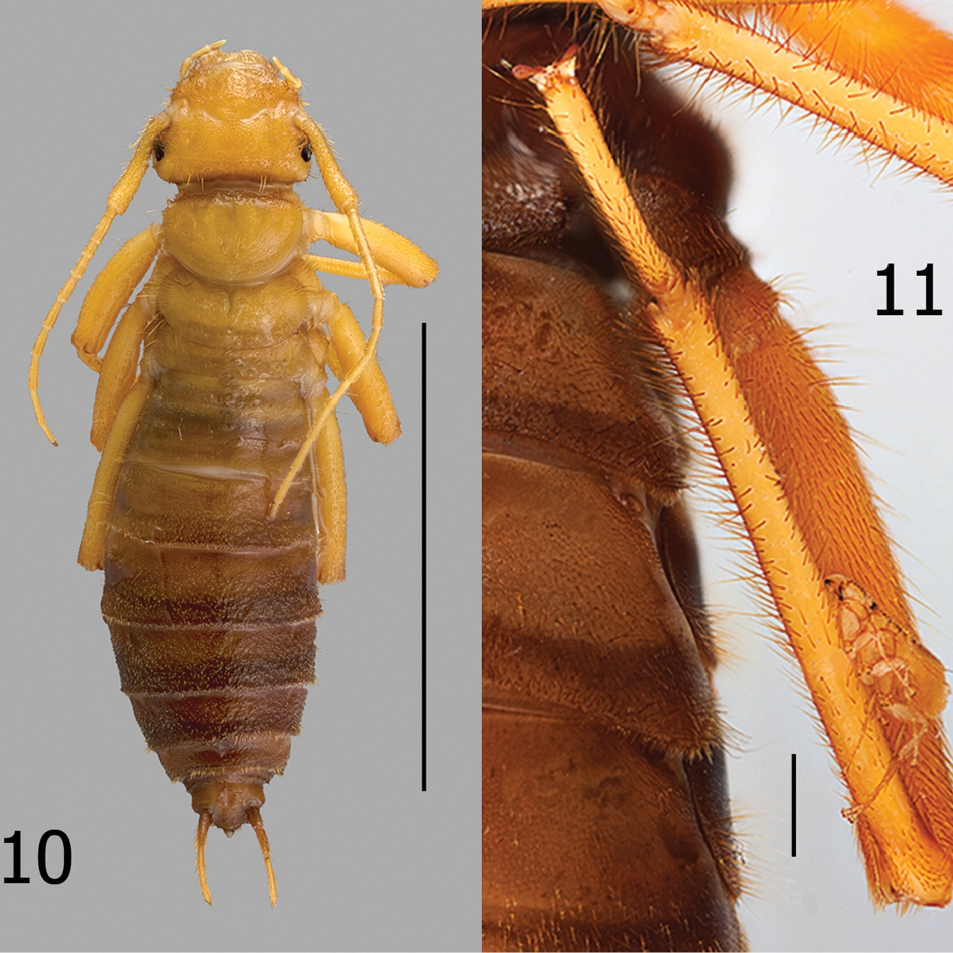 Fleas Hitch Ride on Earwigs to Suck Bat Blood
