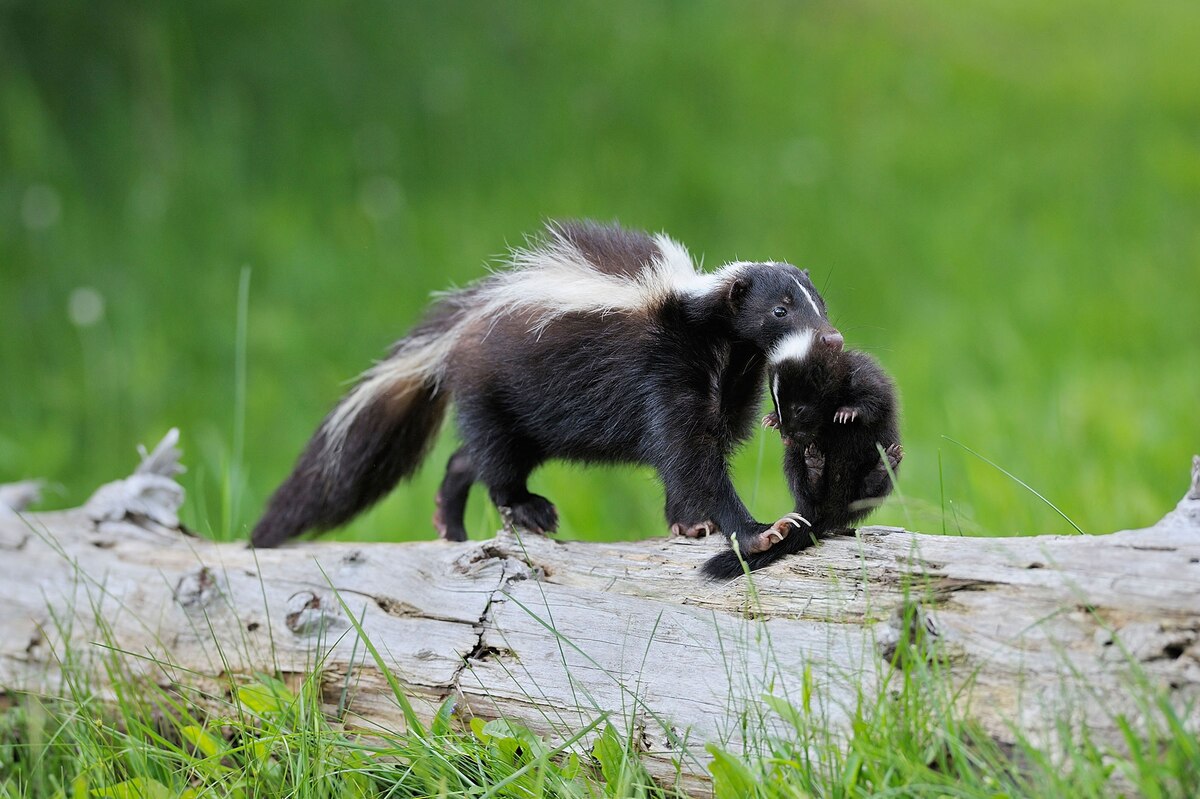 In Adorable Skunk Family Video, Cyclist Did Everything Right