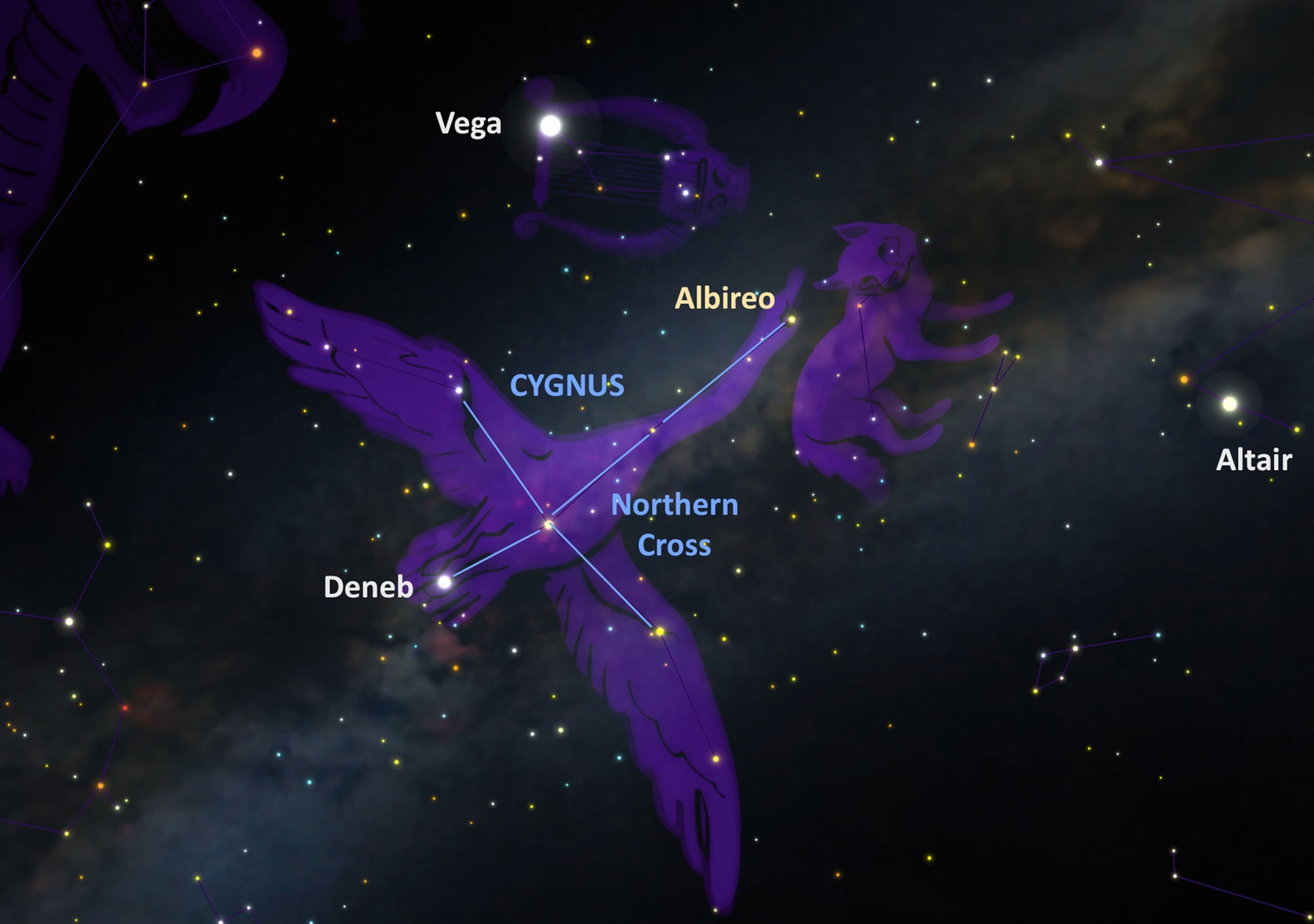constellation Cygnus, the swan, also known as the Northern Cross