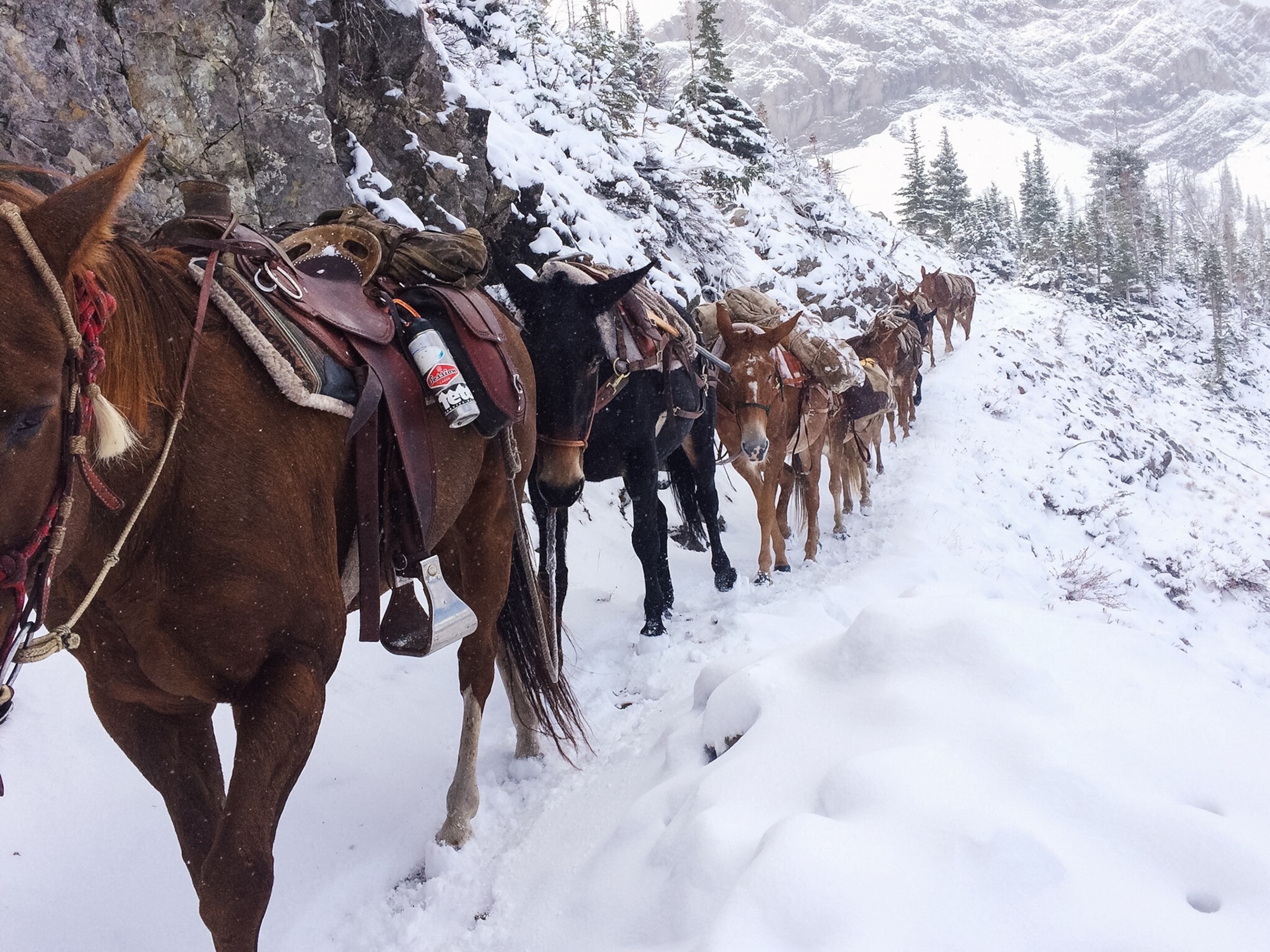 mule line on snowy path