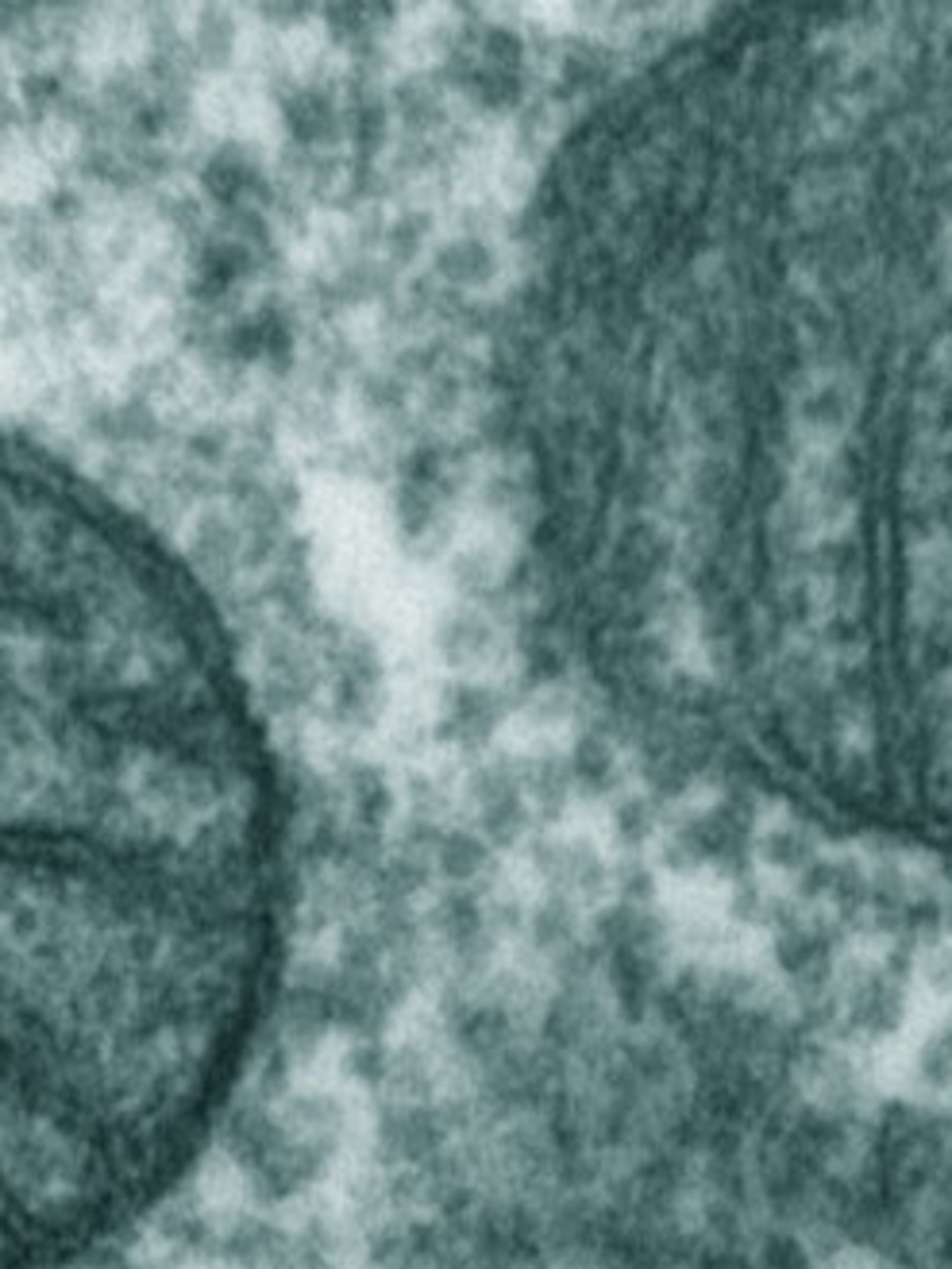 The origin of complex life – it was all about energy