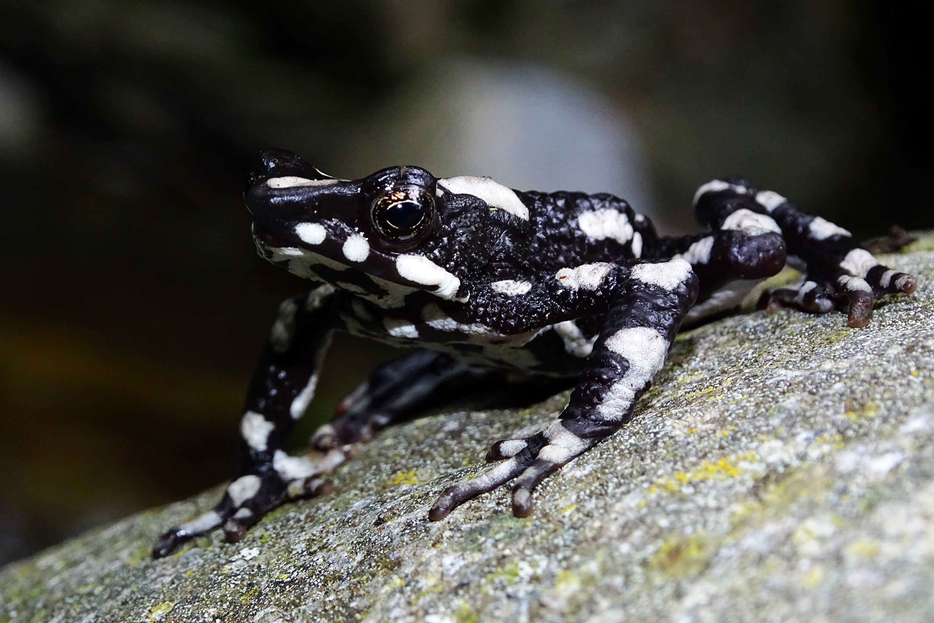a starry night harlequin toad