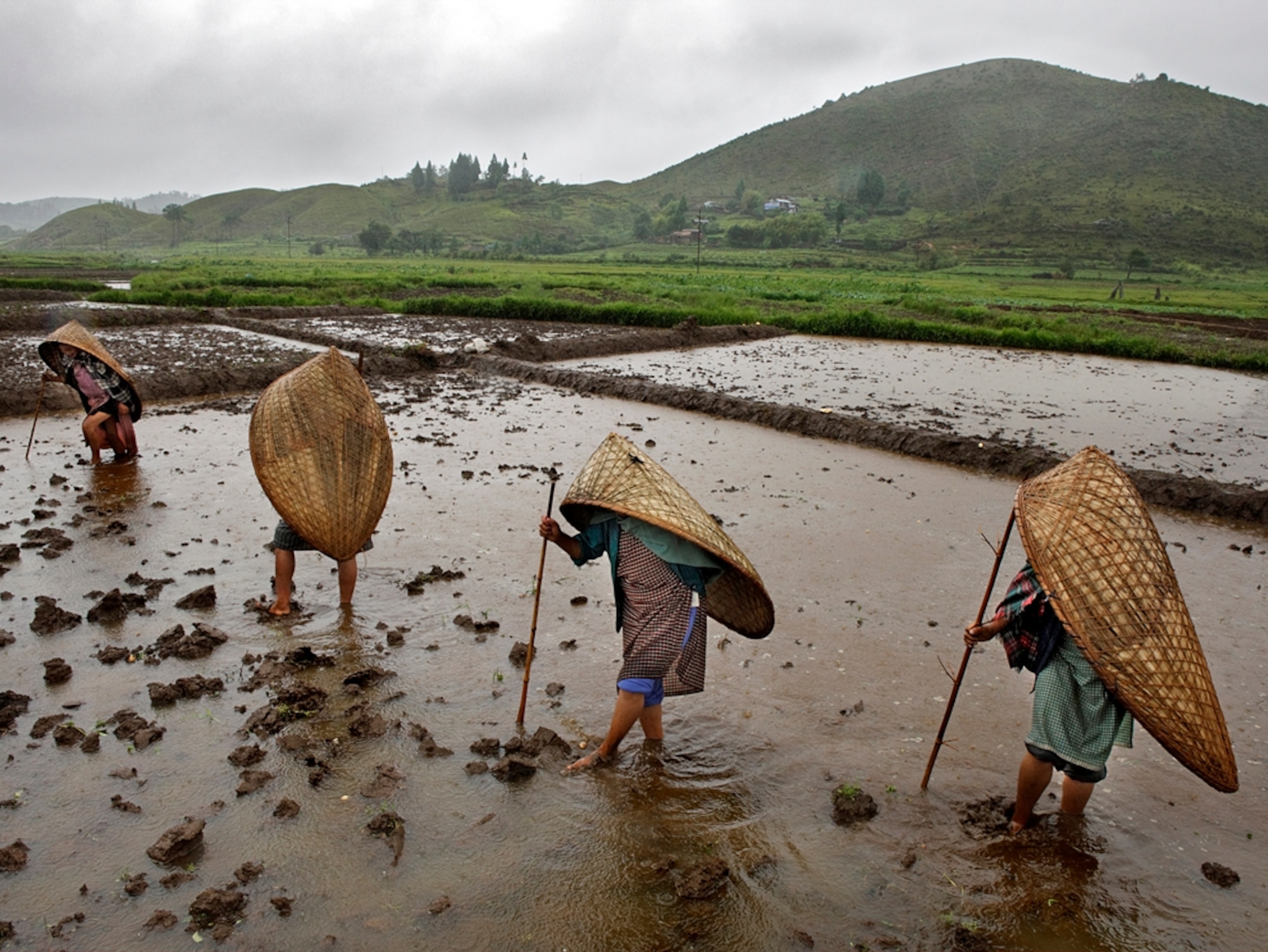 Women working in a potato field