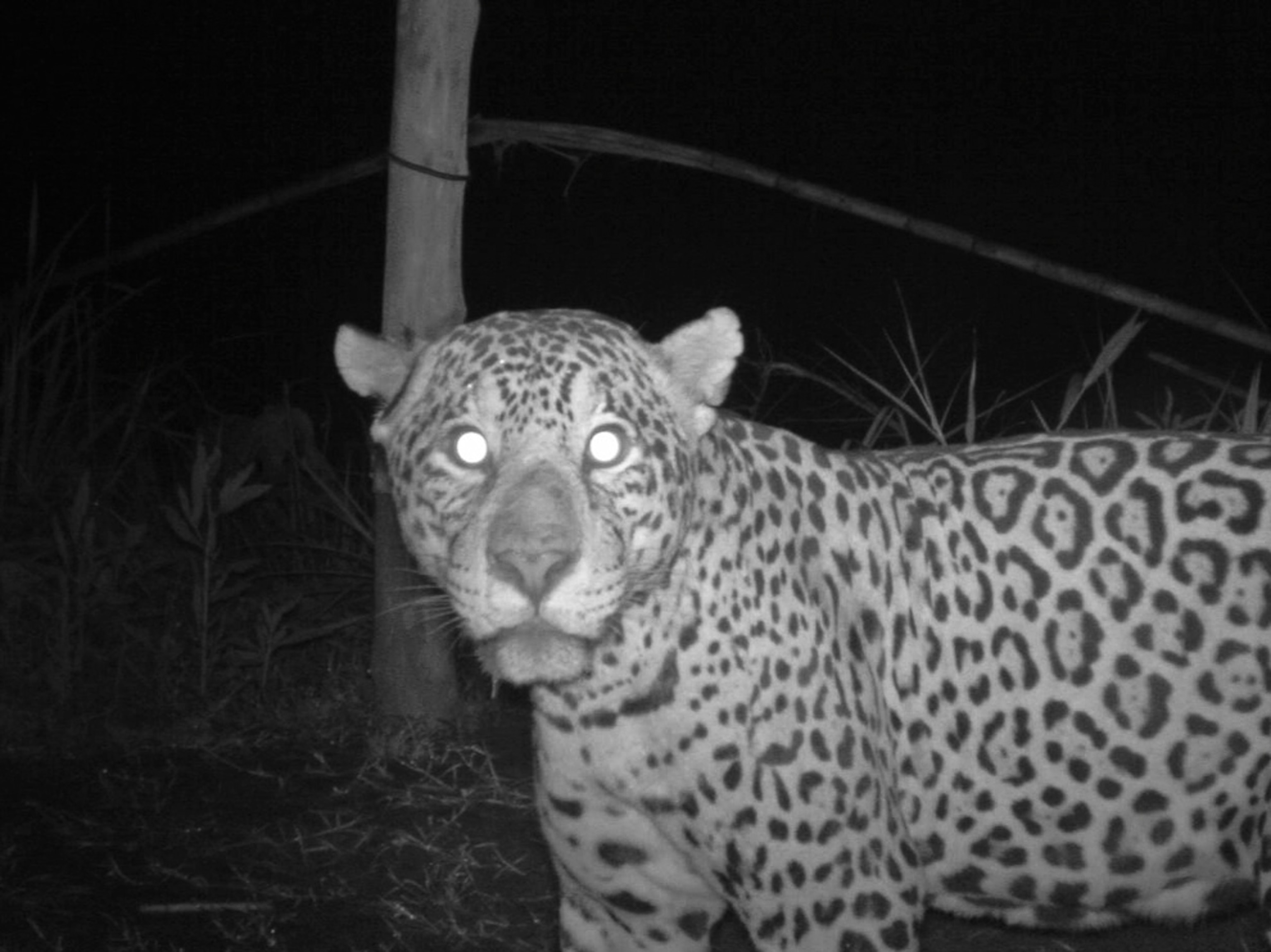 Jaguar picture: A big cat snapped by a camera trap in Bolivia