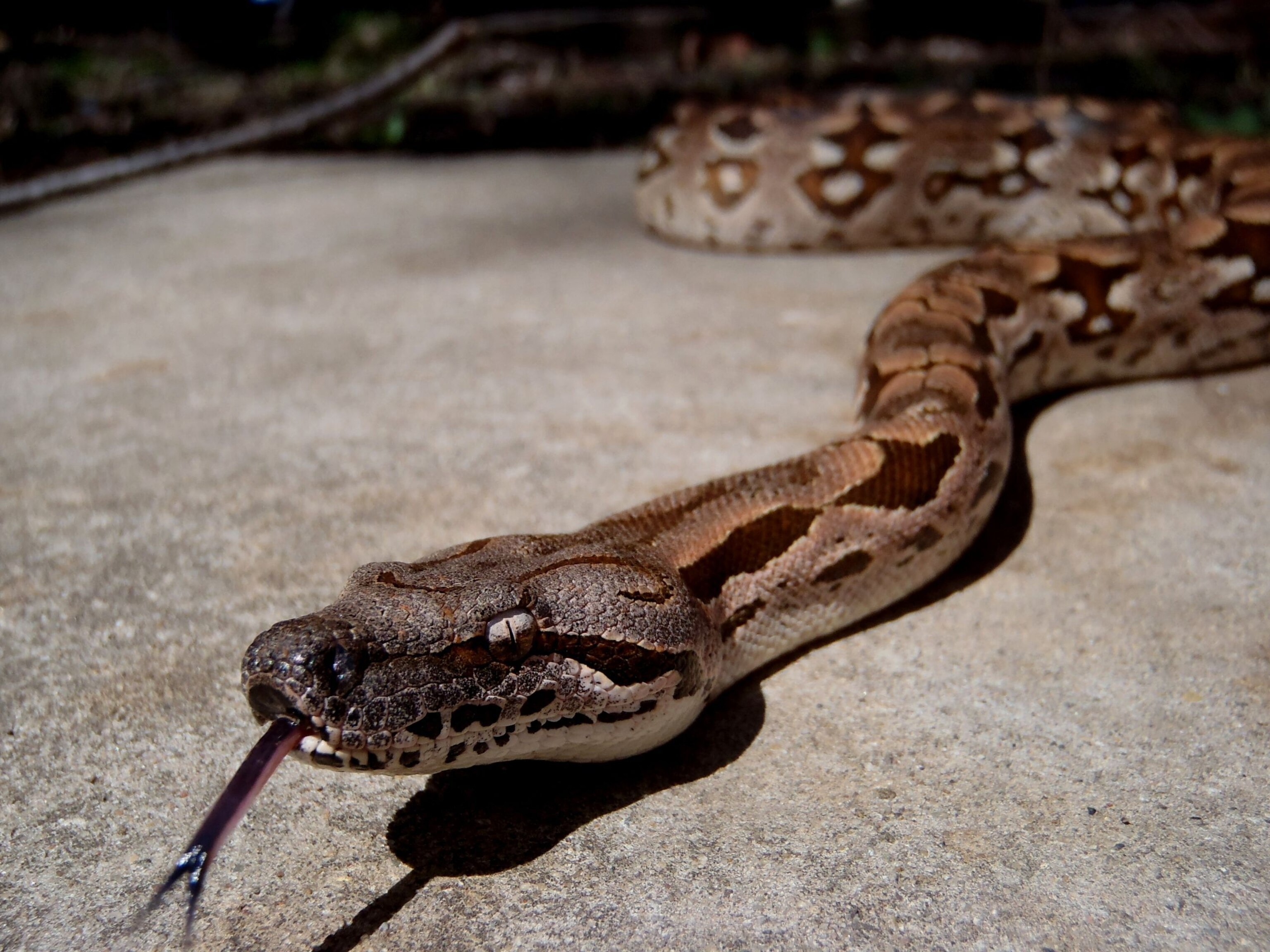 Boa Constrictor | National Geographic