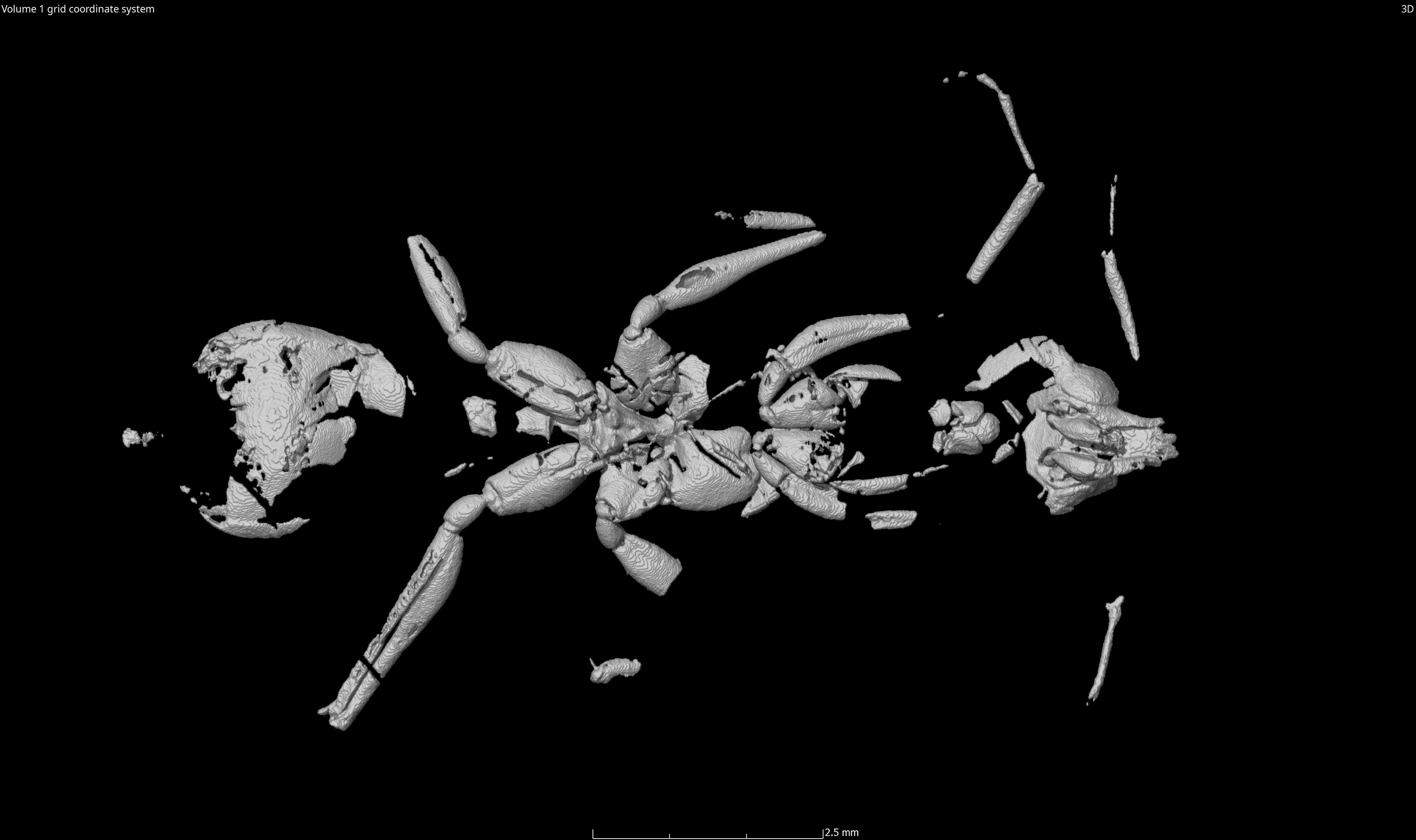 【値下✖︎】　レア　Anthoropologieブックエンド 鯨 Researchers find oldest ant known to science—113-million