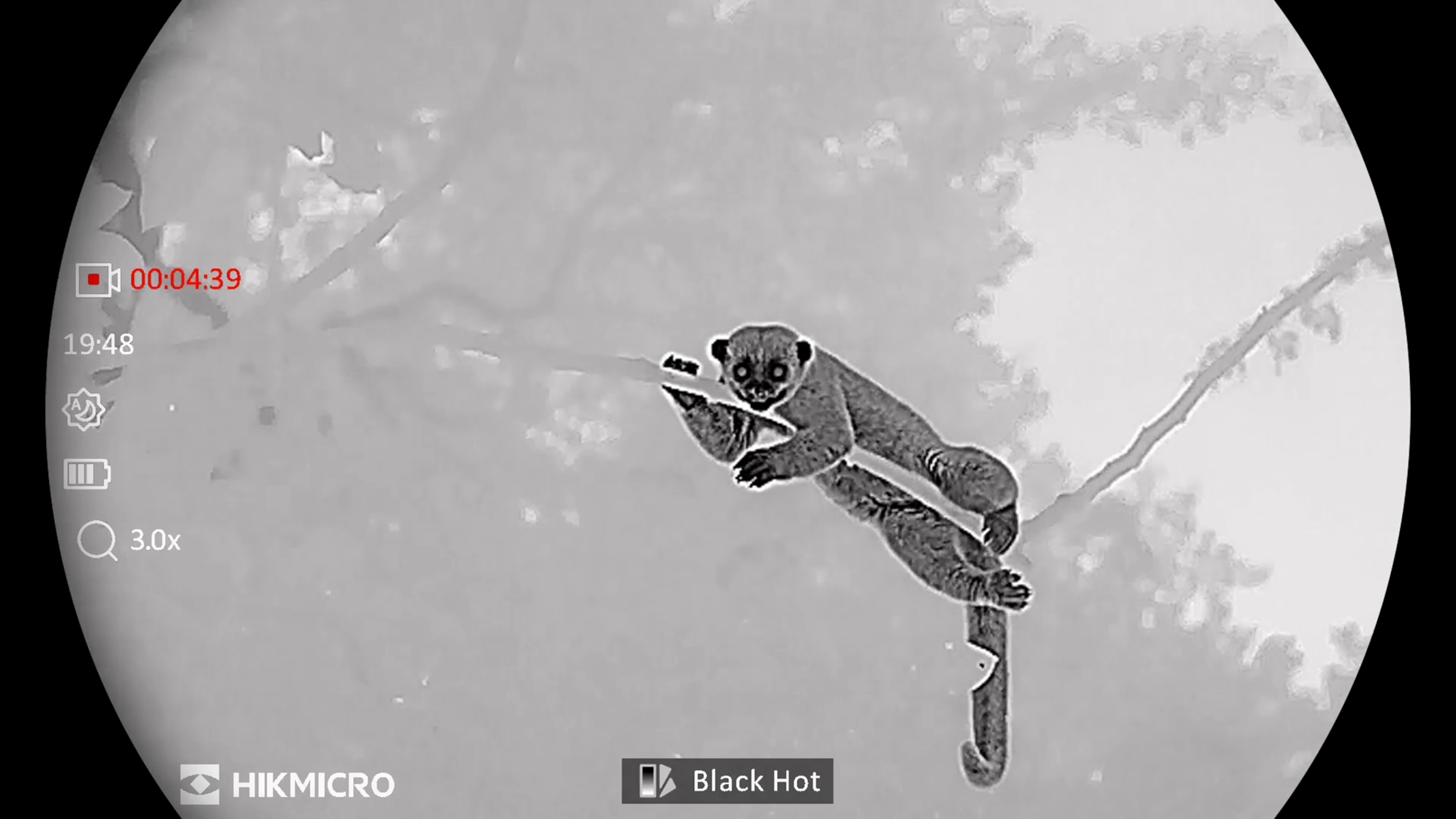 A grayscale image of a kinkajou resting on a tree branch