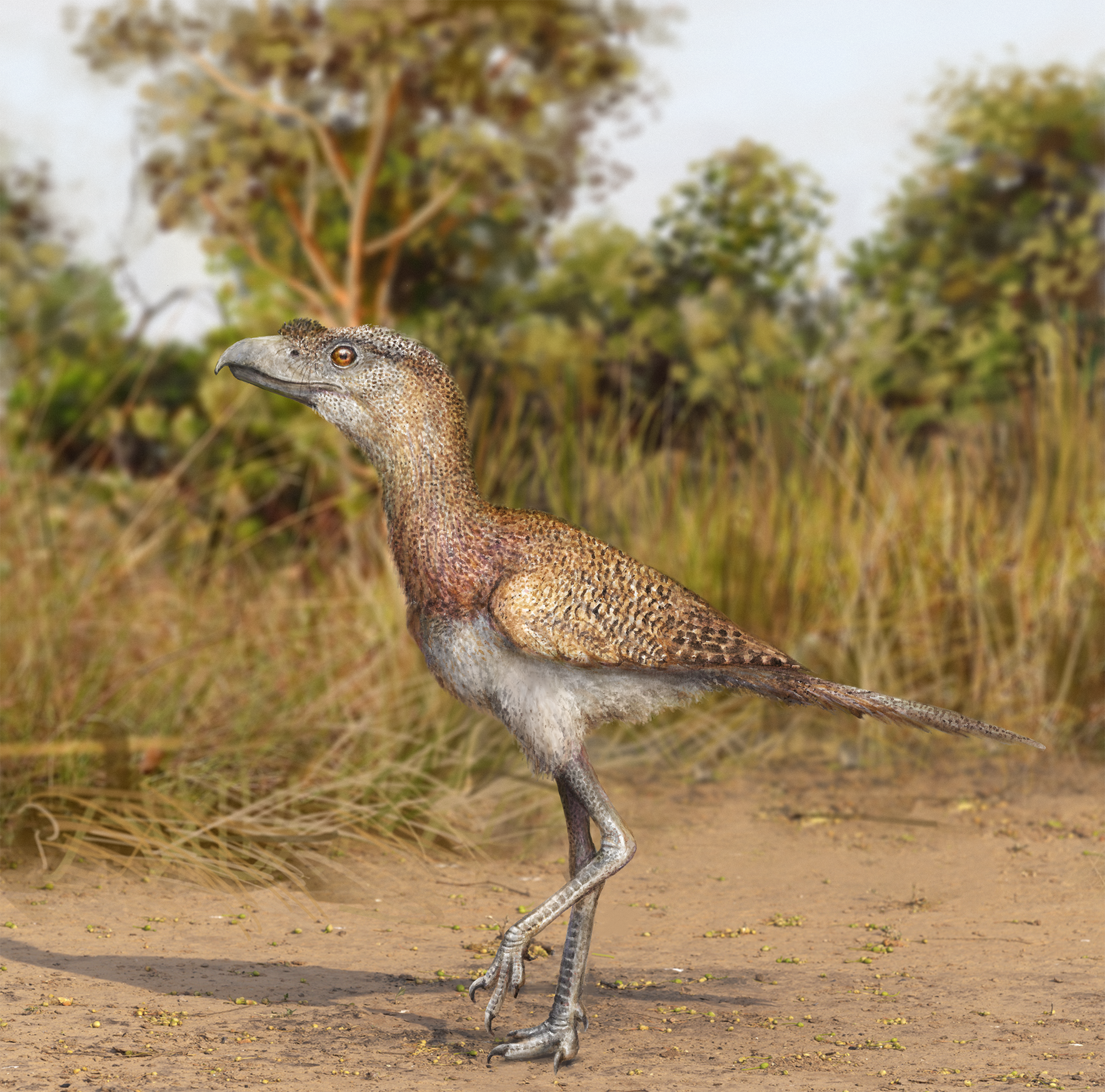 Lifelife illustration of a small dinosaur-like bird