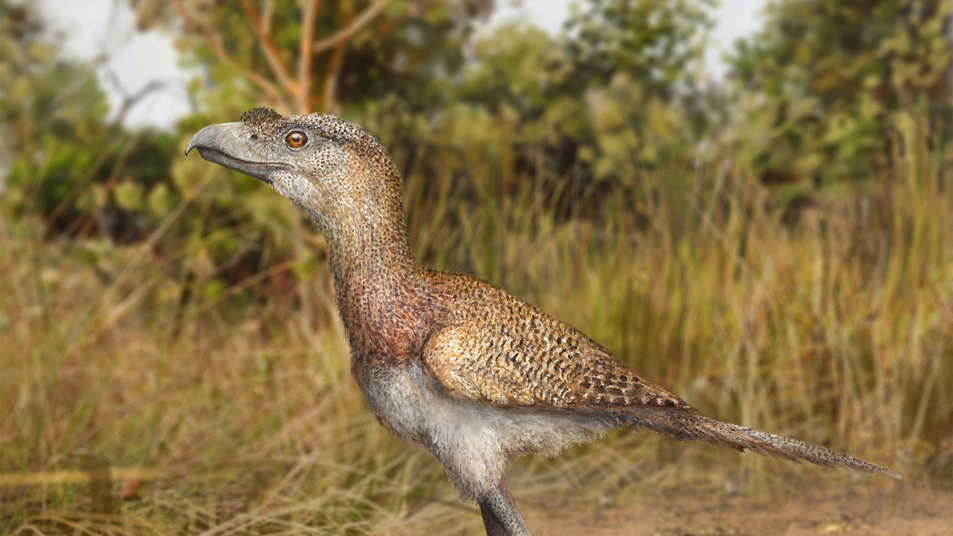 Terror birds survived millions of years longer than previously thought