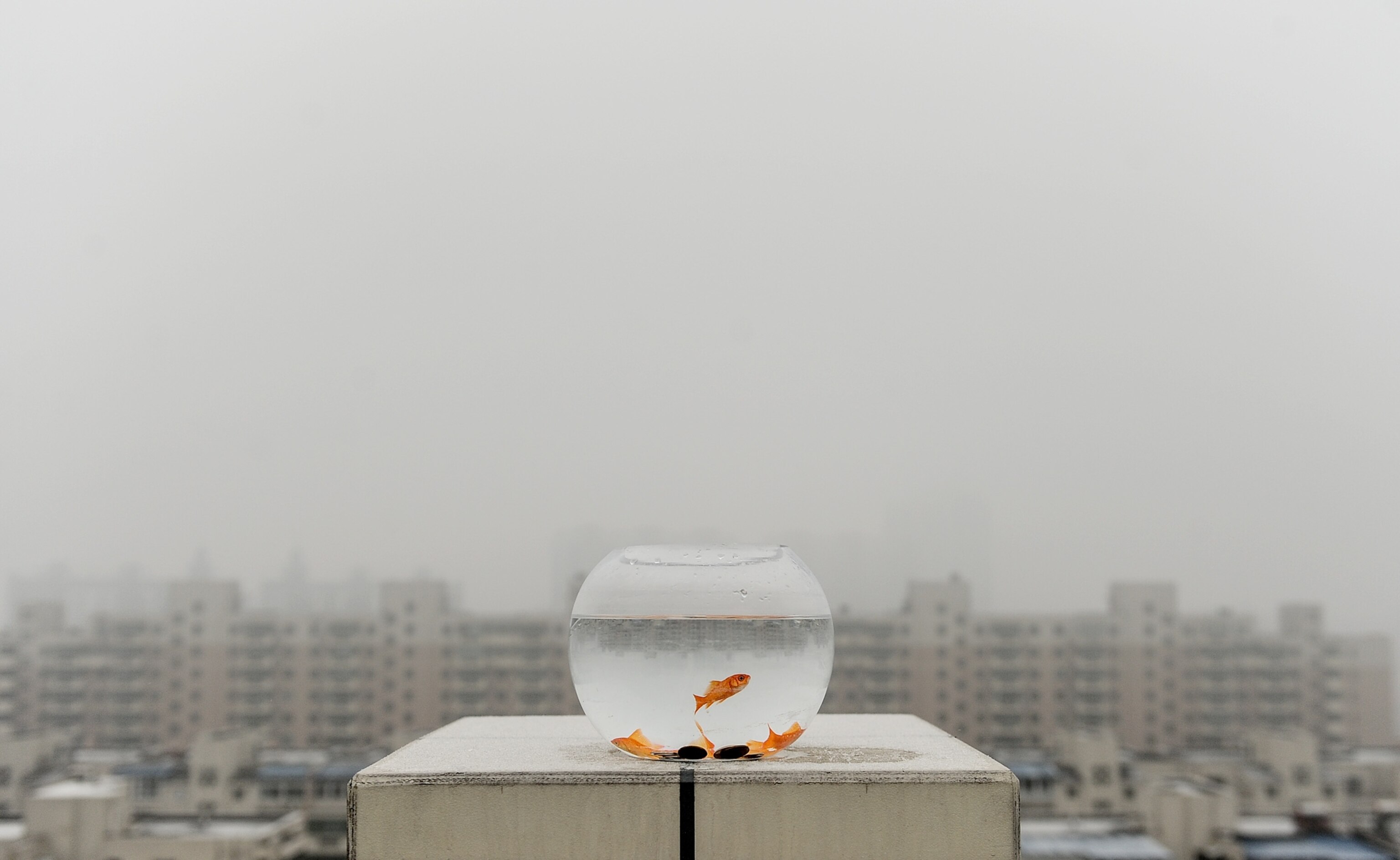 a goldfish bowl against a backdrop of hazy Beijing
