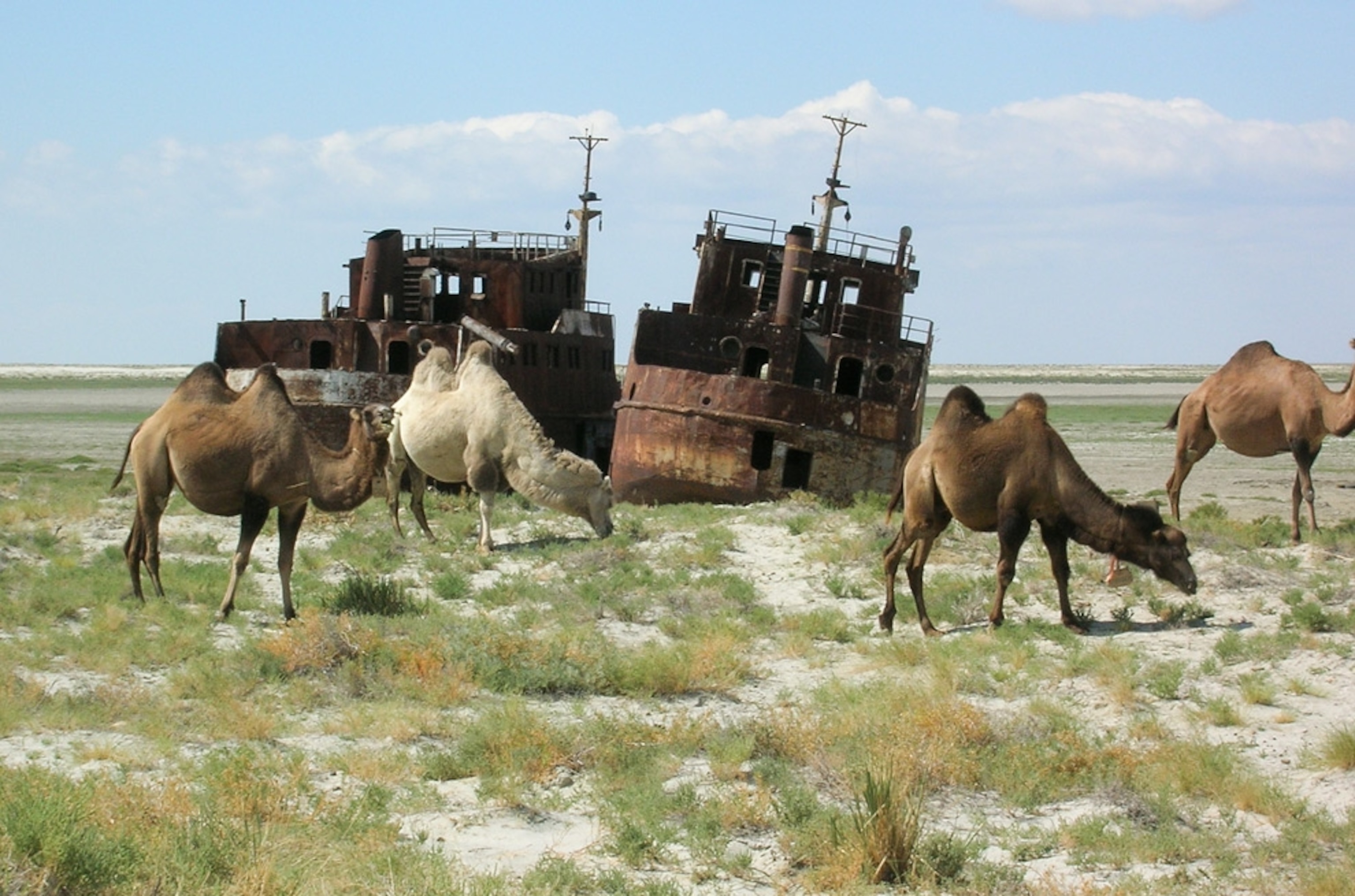 Llamas are seen next to grounded ships in an area that used to be the Aral Sea.