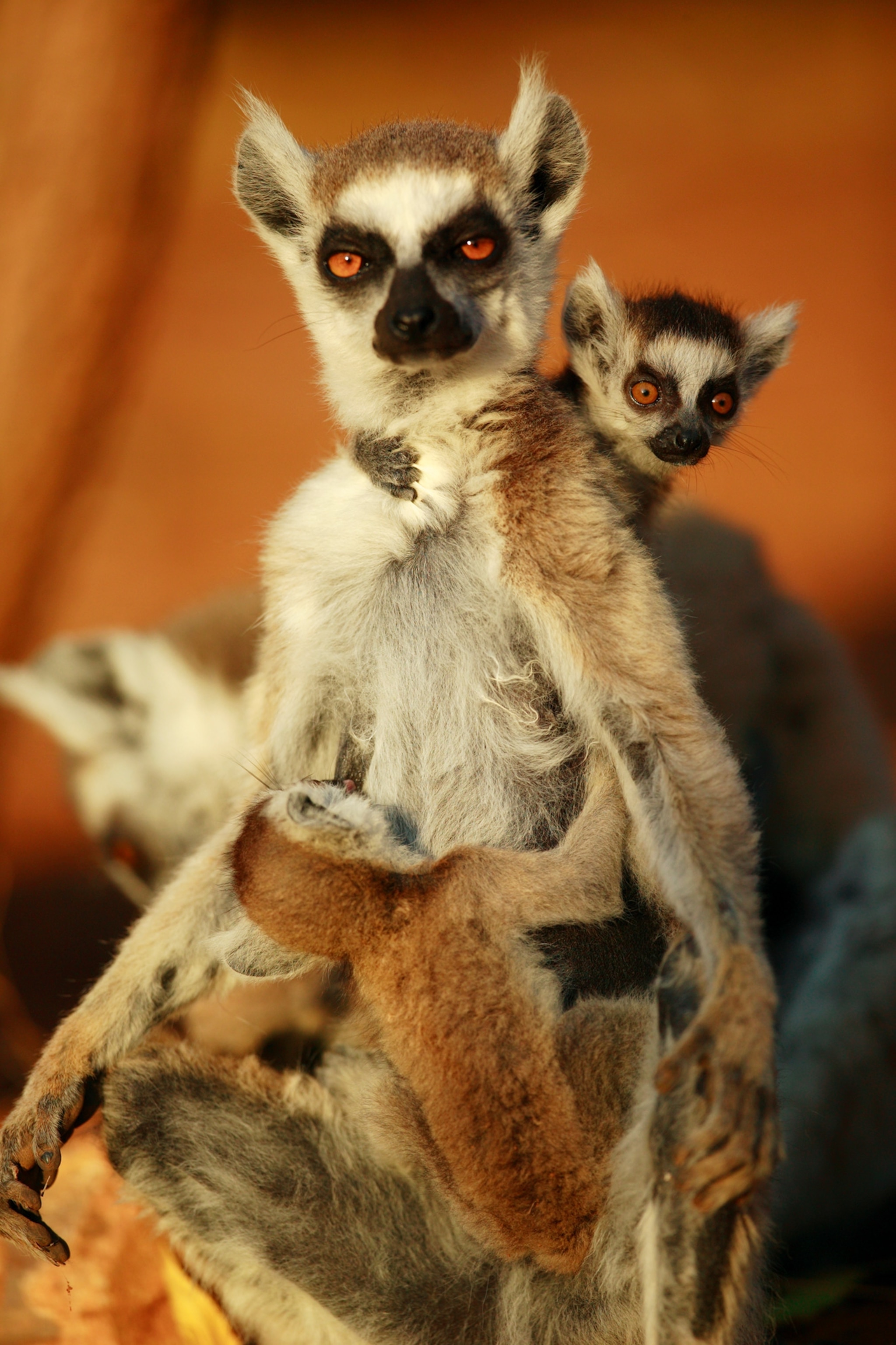 30 Sweet Moments Between Animal Moms and Babies