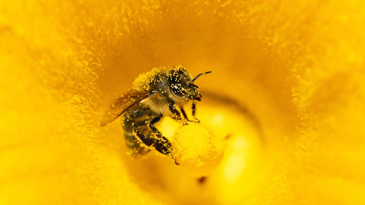 Do Bugs Sleep? Why They're Surprisingly Similar to People