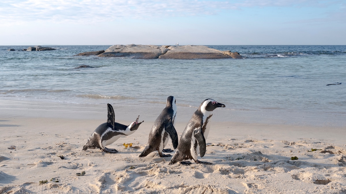 Africa's only penguins face an uncertain future - Vimarsana News