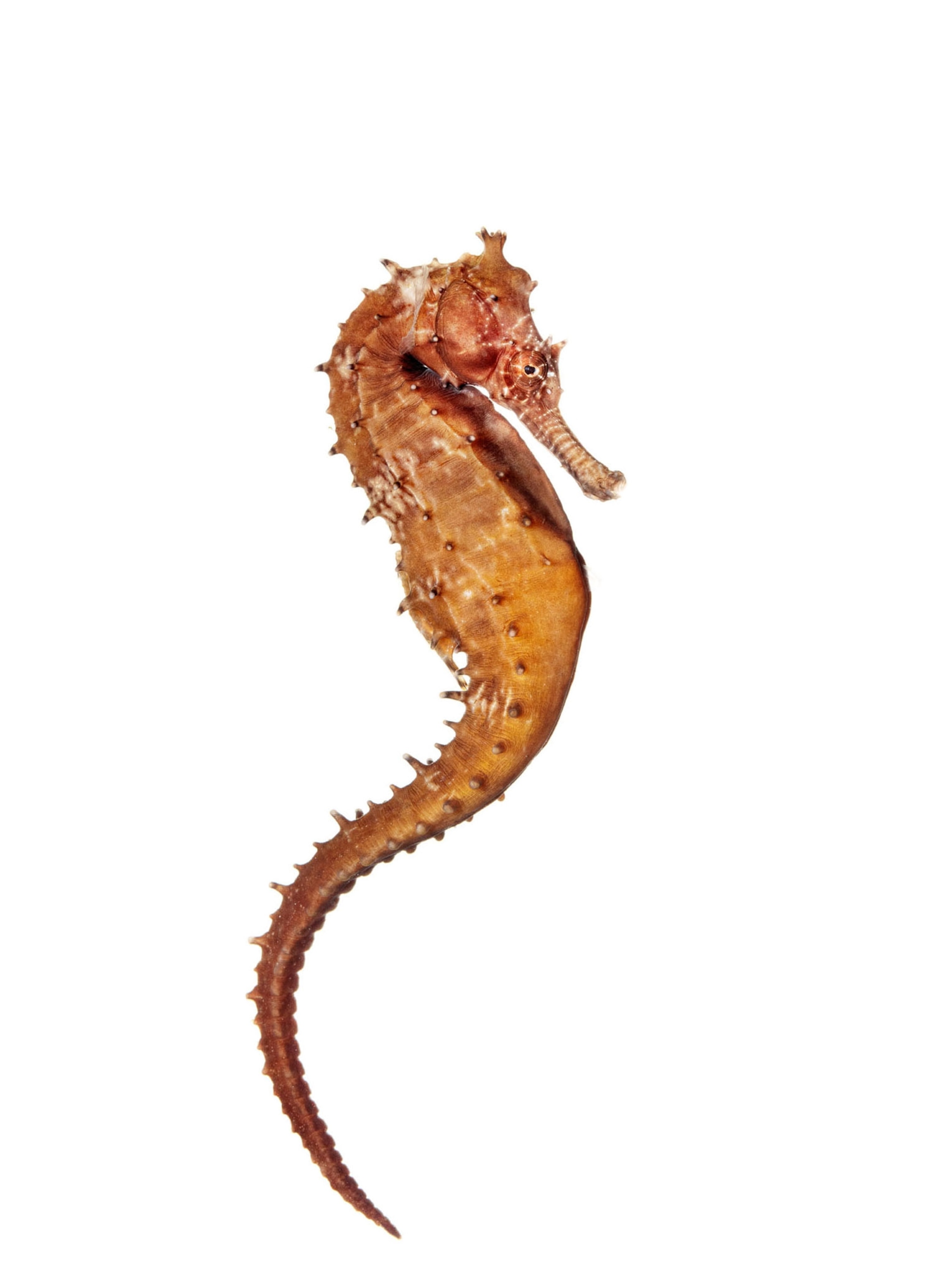 The weird, wondrous world of seahorses (6) The weird, wondrous world of seahorses (6)