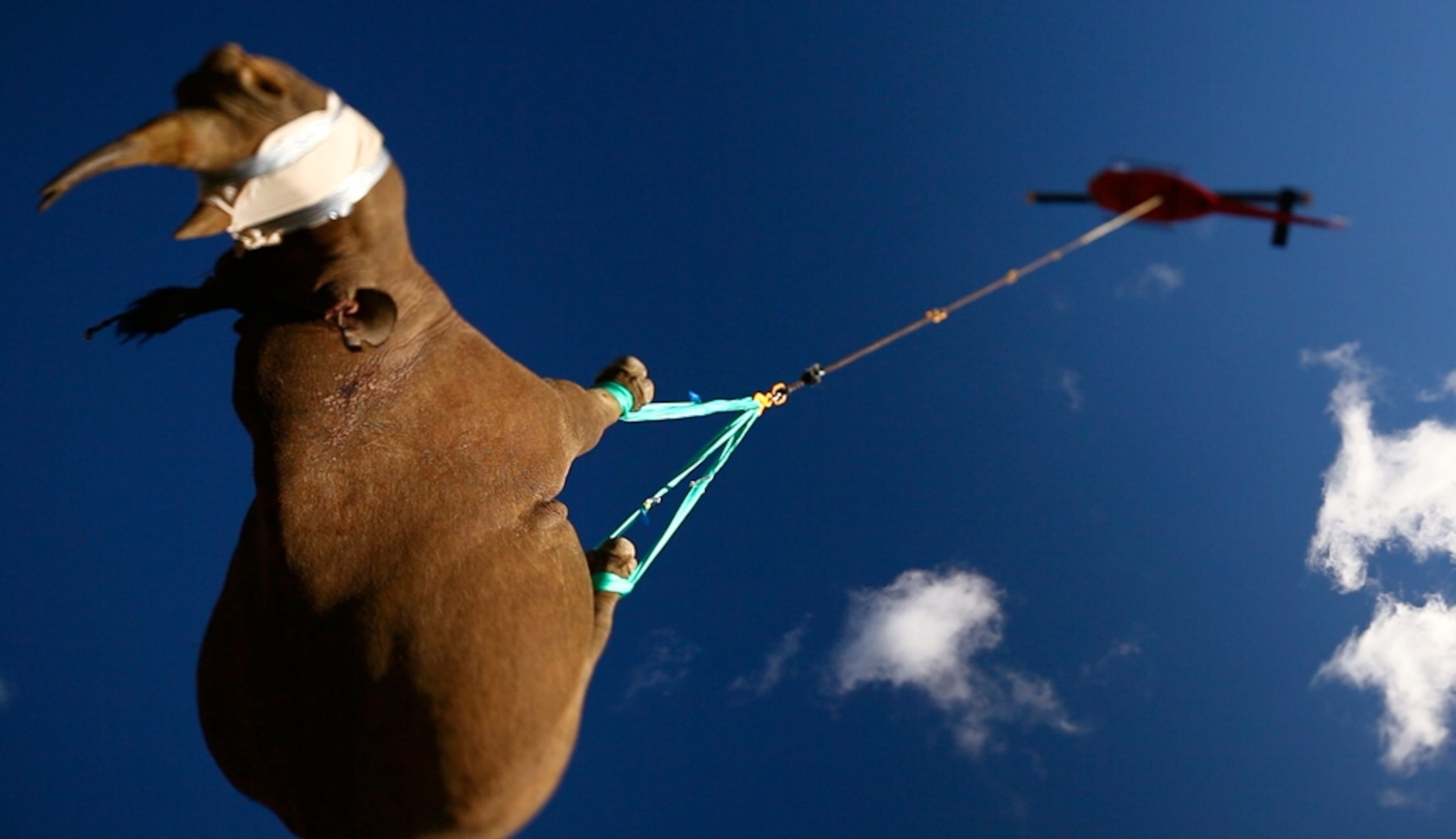 Black rhinoceros picture: animal suspended from a helicopter