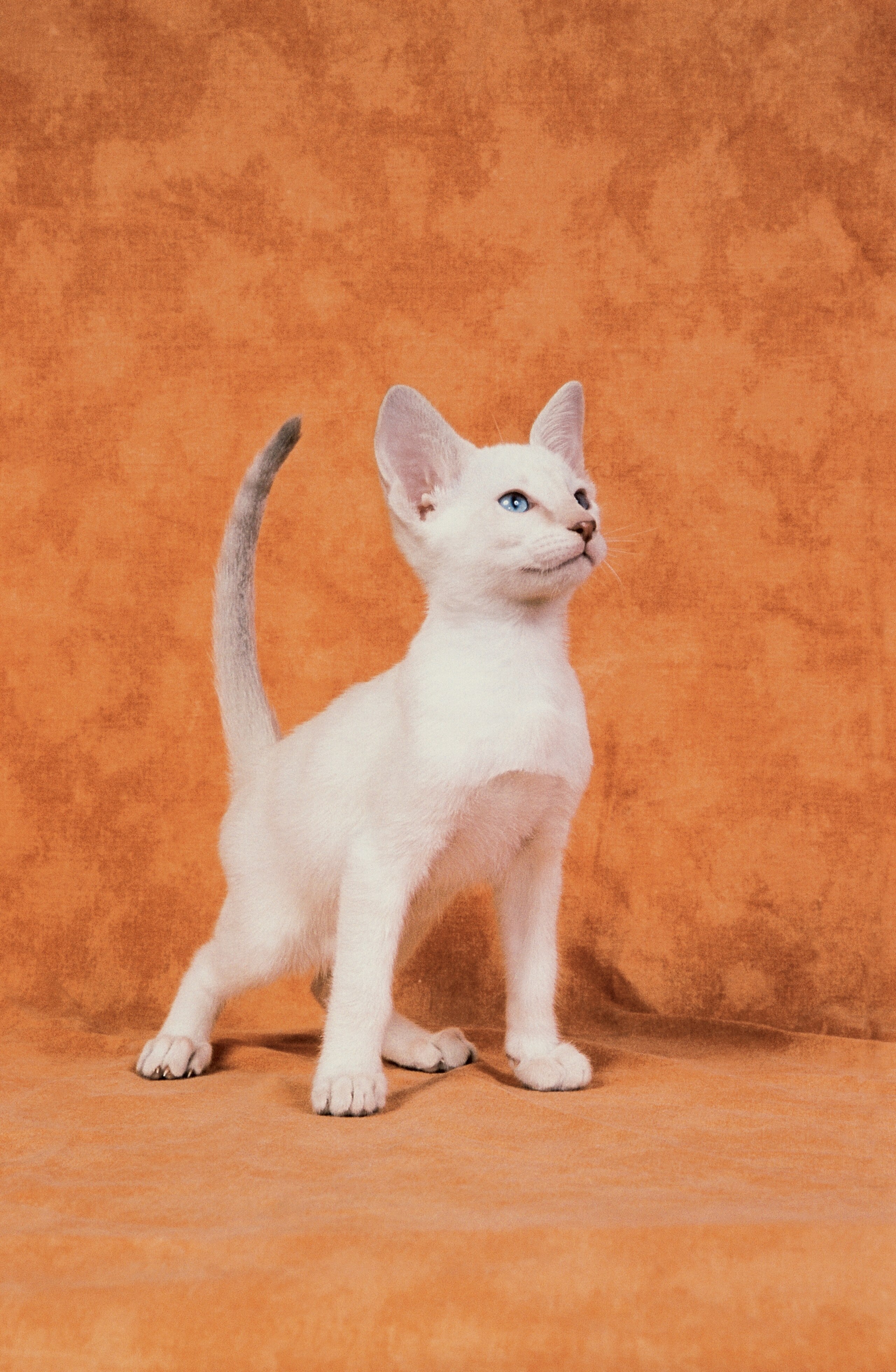Close-up of a Lilac Point Siamese cat