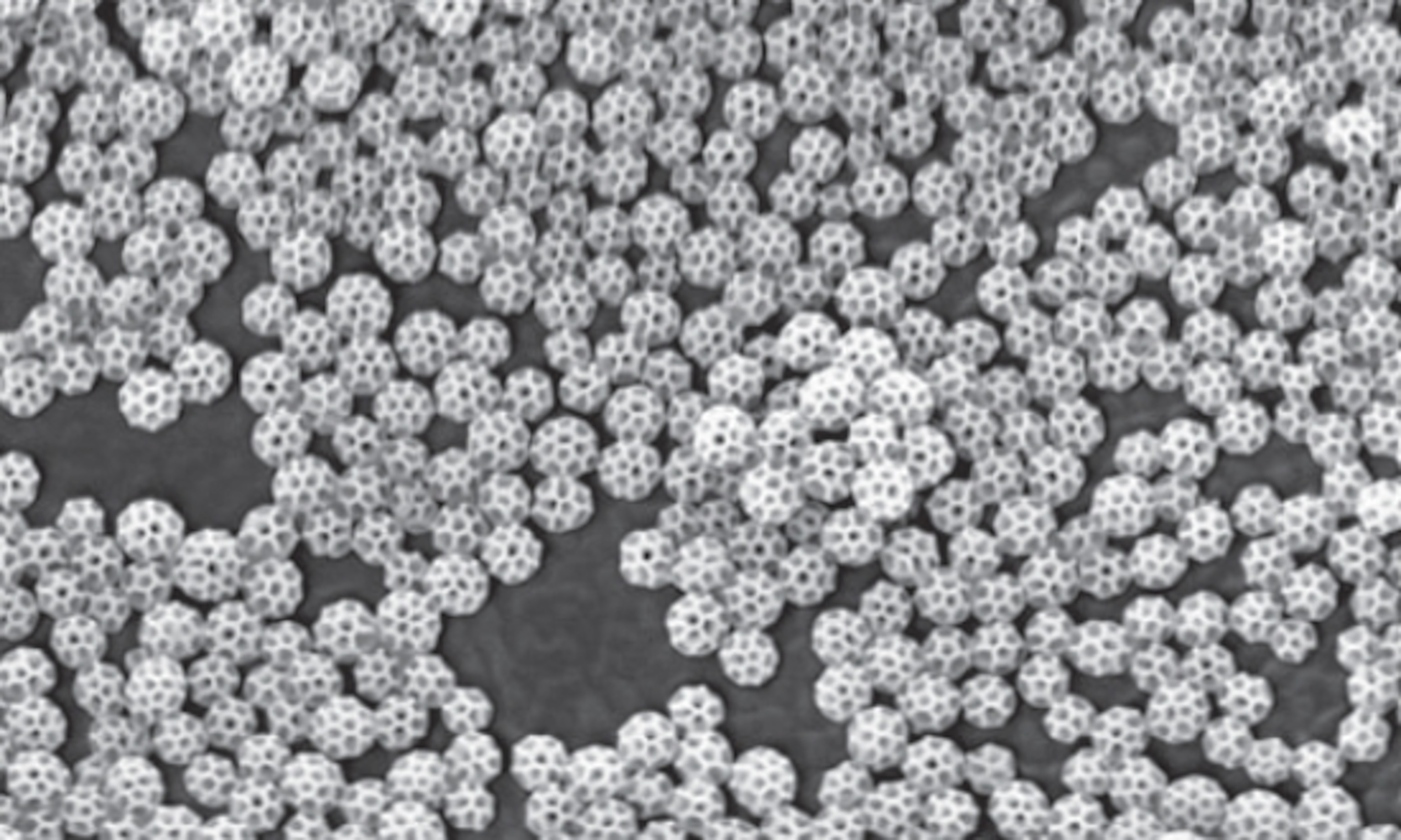 Brochosomes2