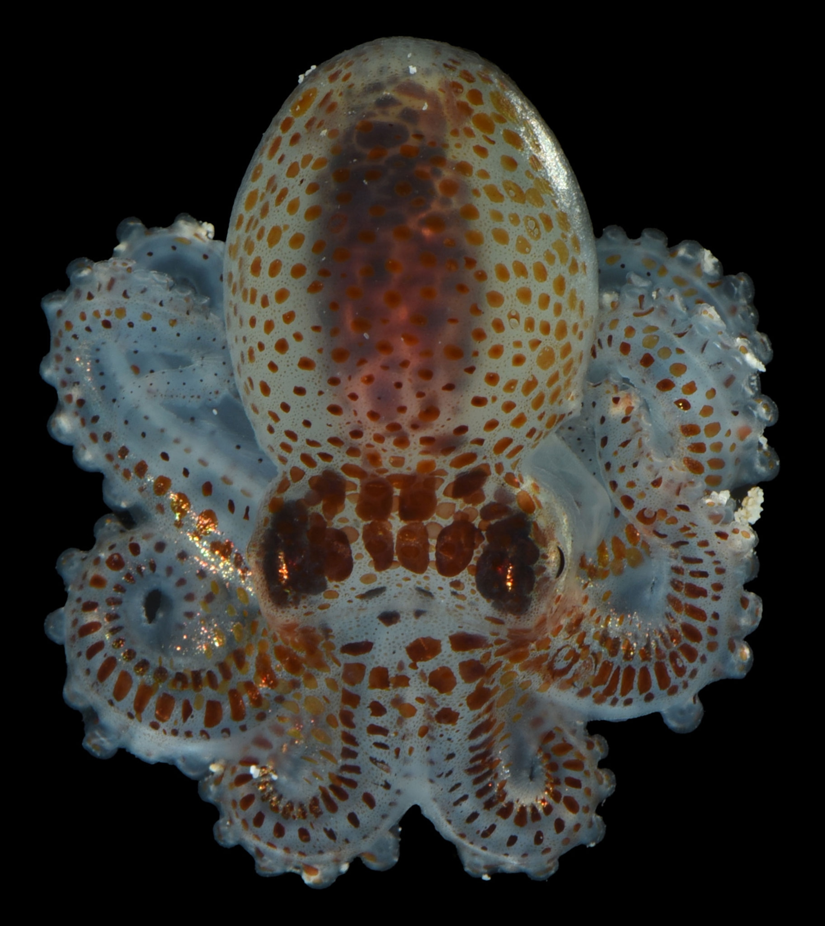 An octopus on a black background.