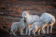 Arctic Wolves In The Tundra