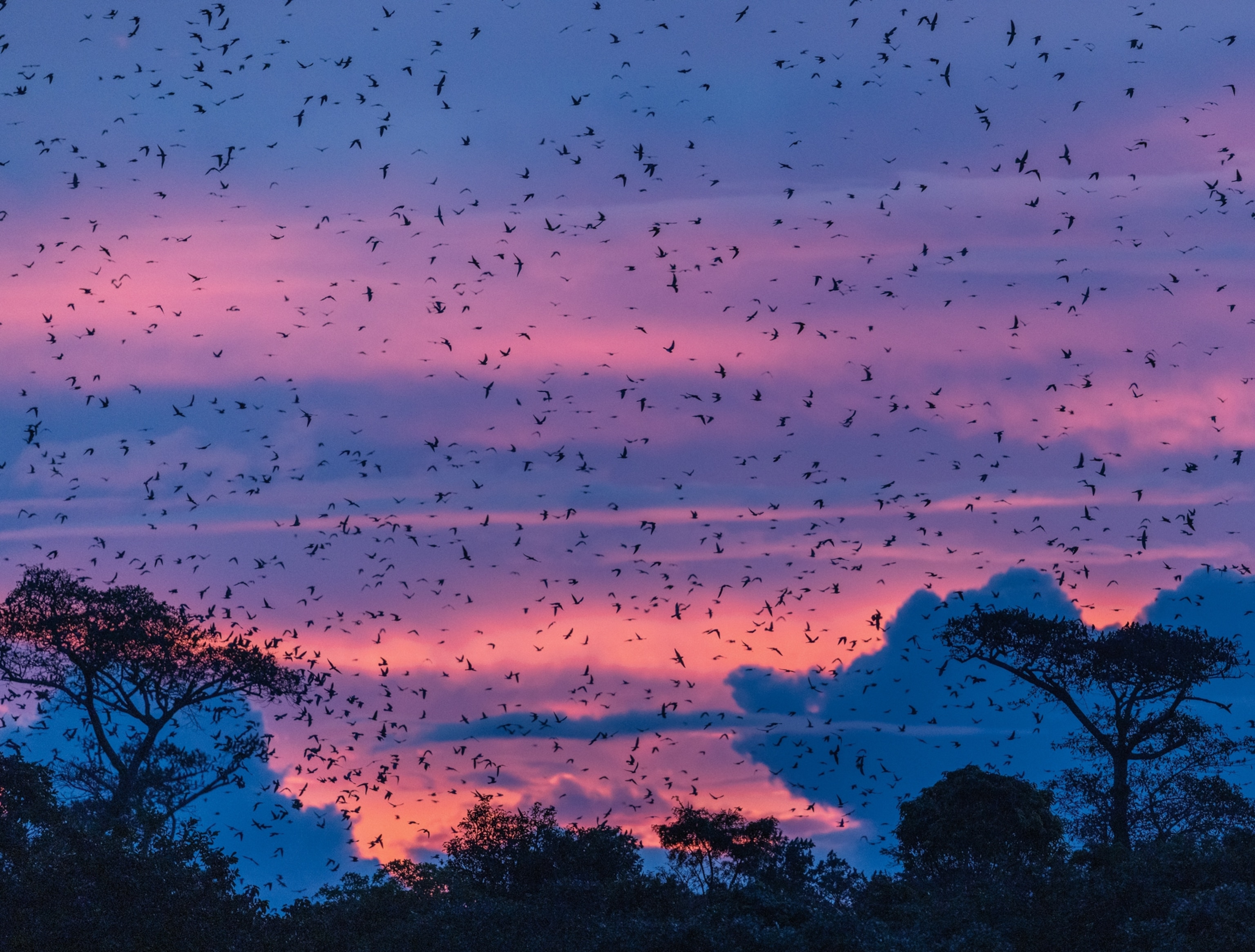 Flying in huge number, birds covering the blue and orange sky at sunset.