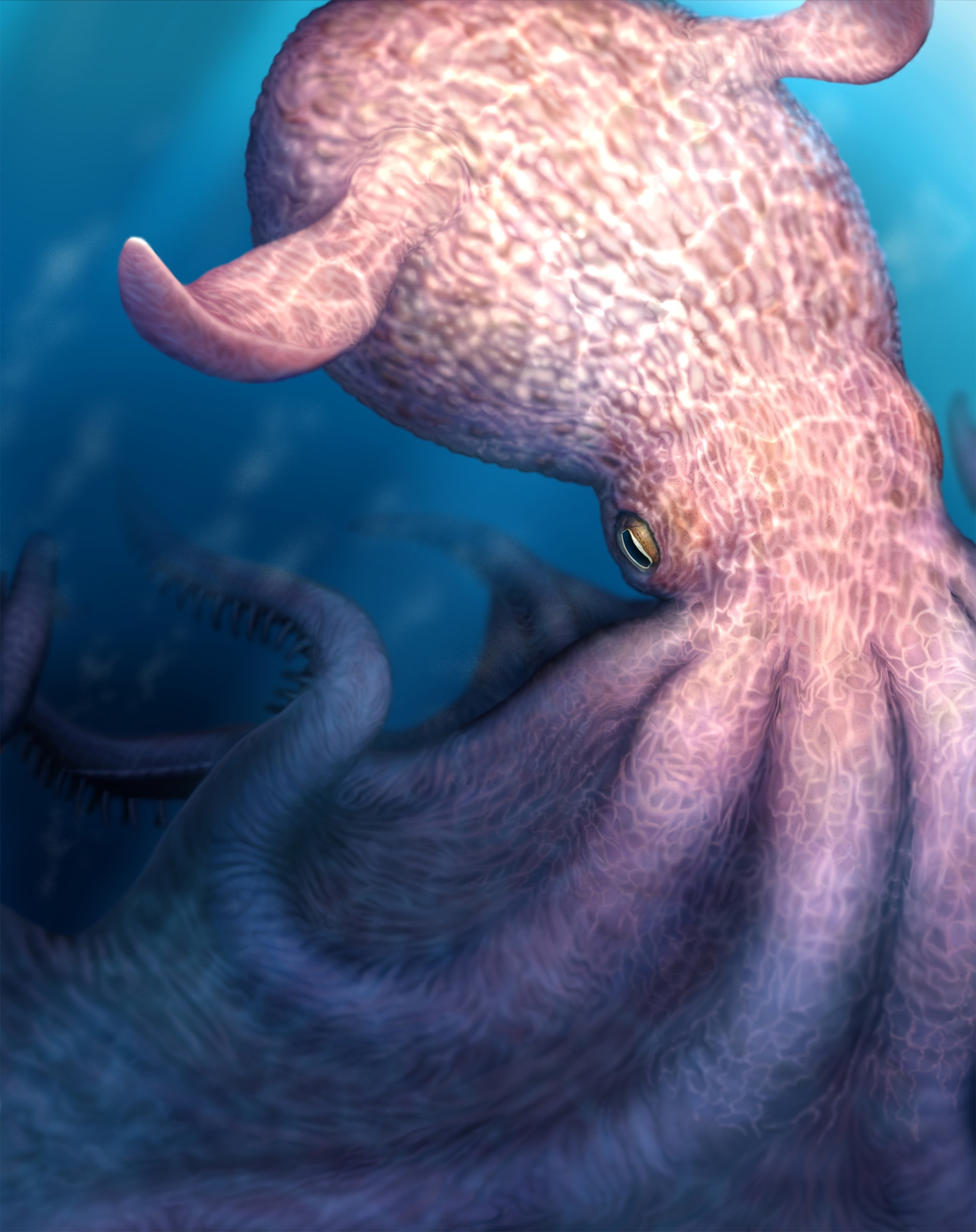 A pale pink and octopus against a sea-blue background with two fin-like flaps emerging from it's head.