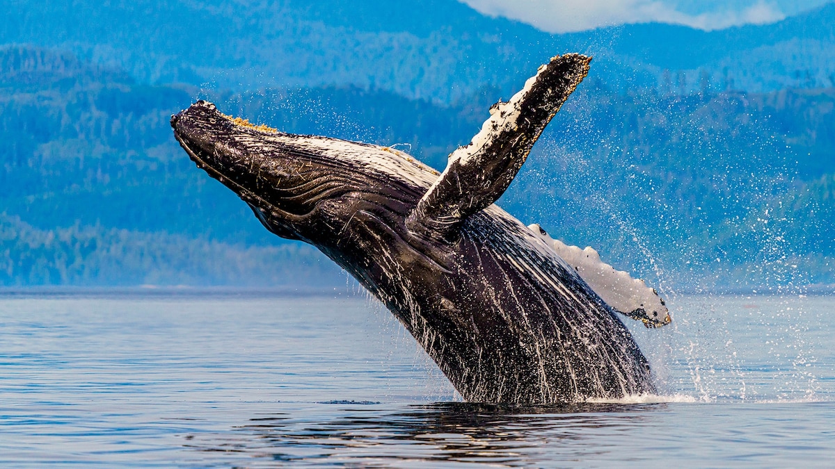 How to plan a responsible whale-watching tour - Vimarsana News