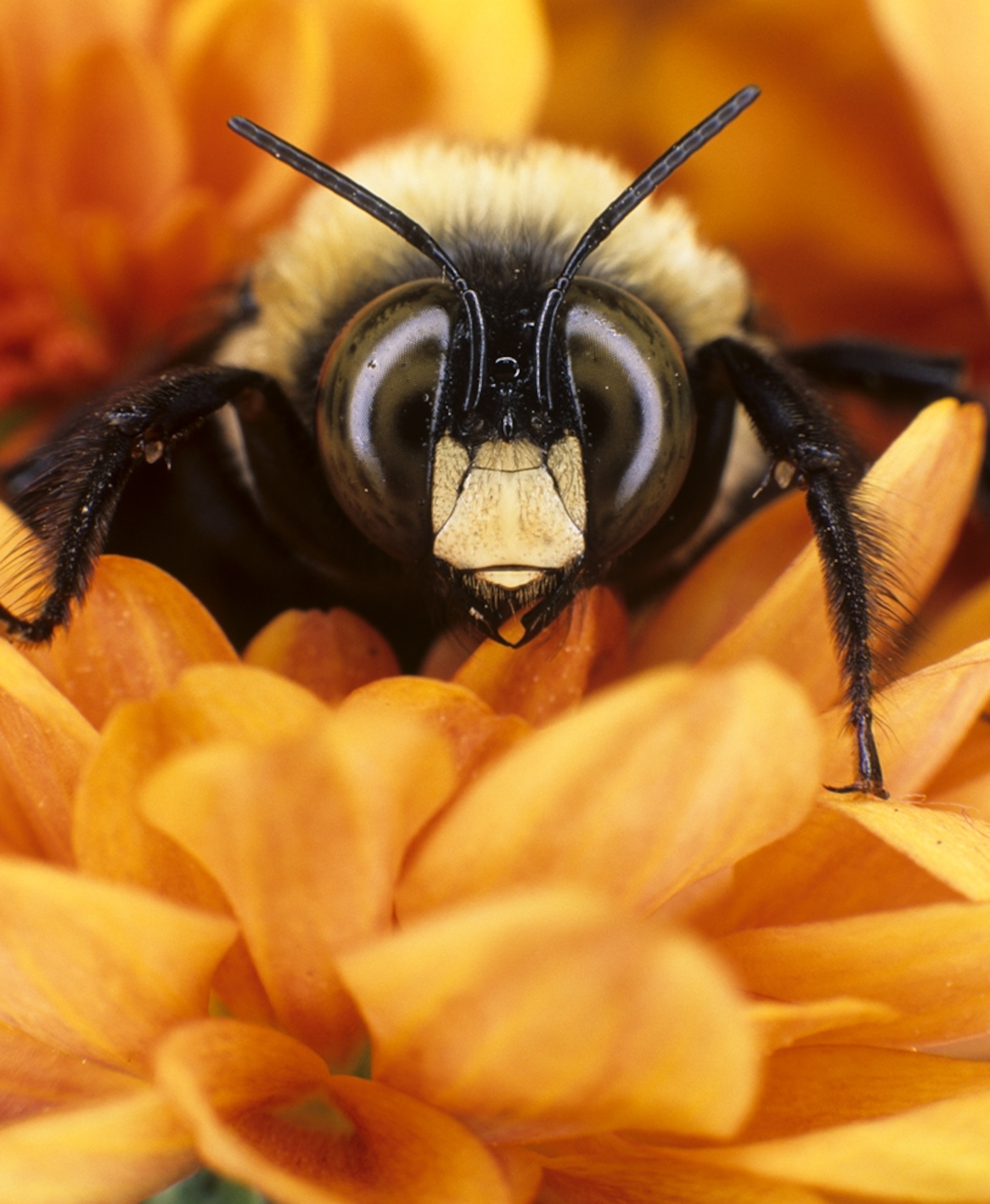 A bumblebee, Bombus pensylvanicus.