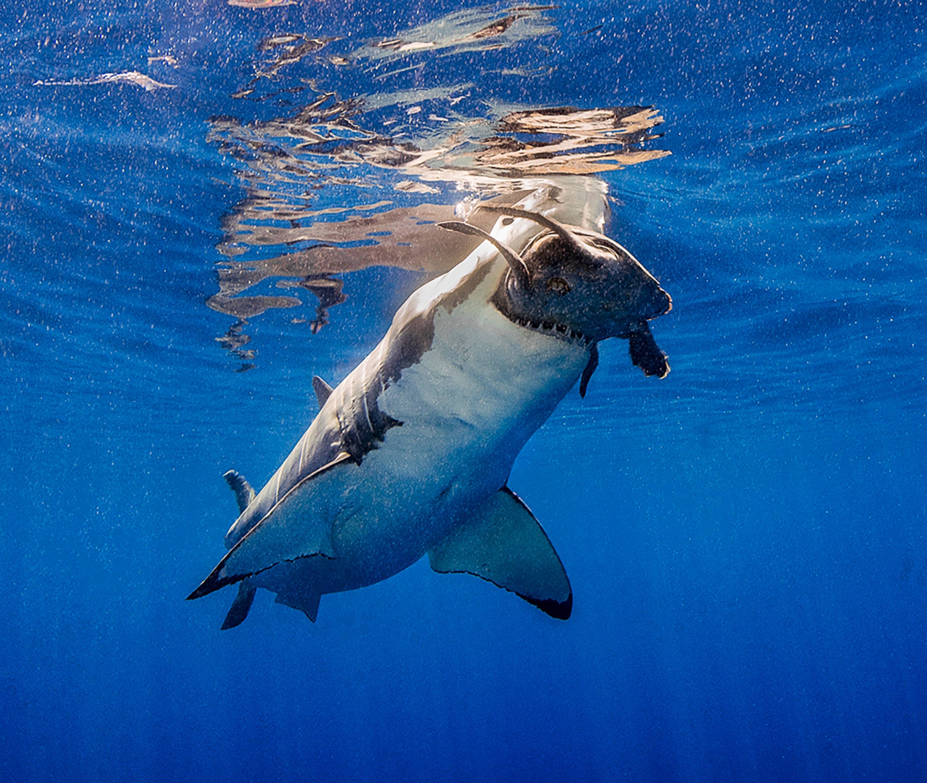 a shark biting a turtle