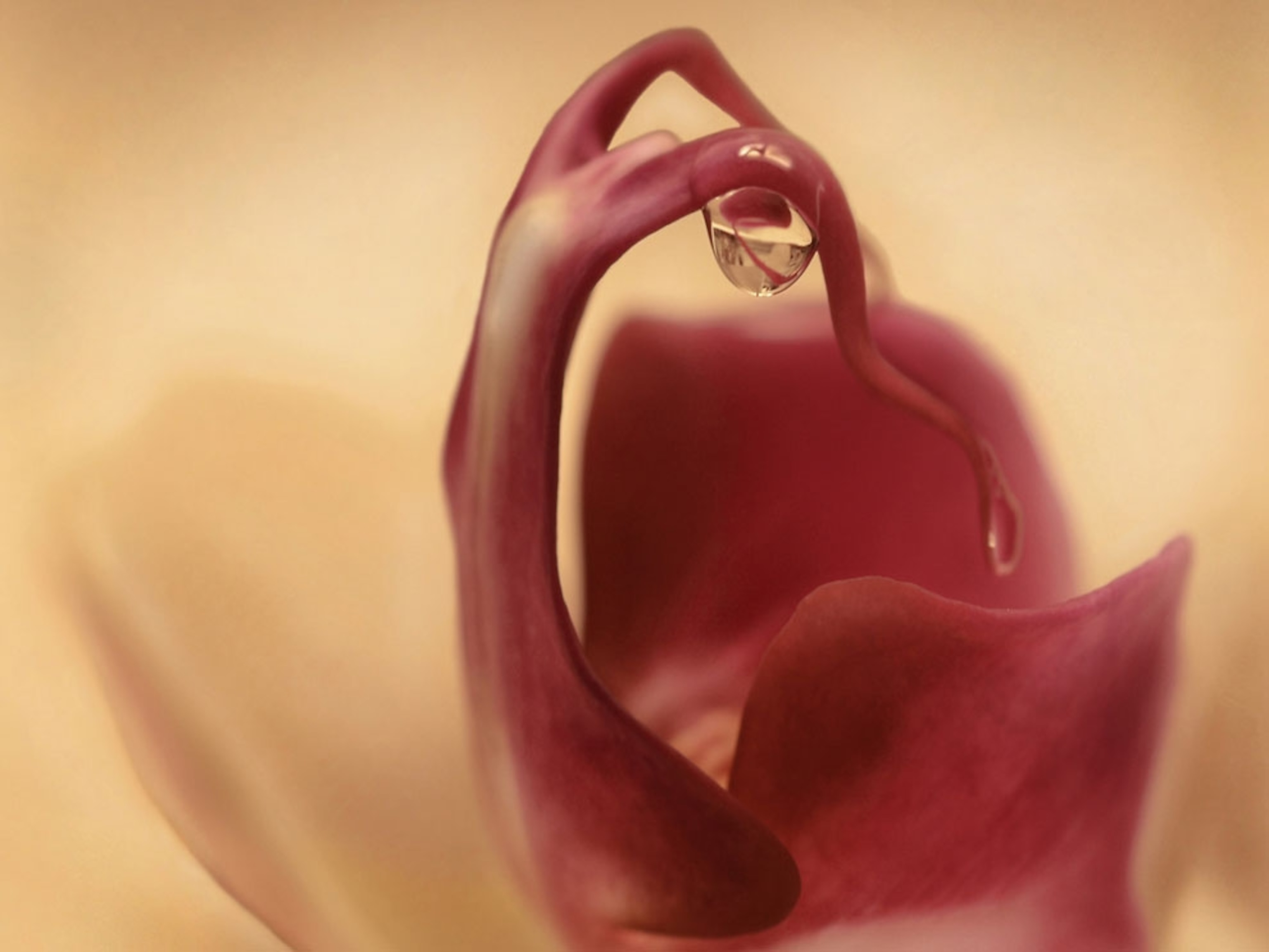 Close view of a pink orchid