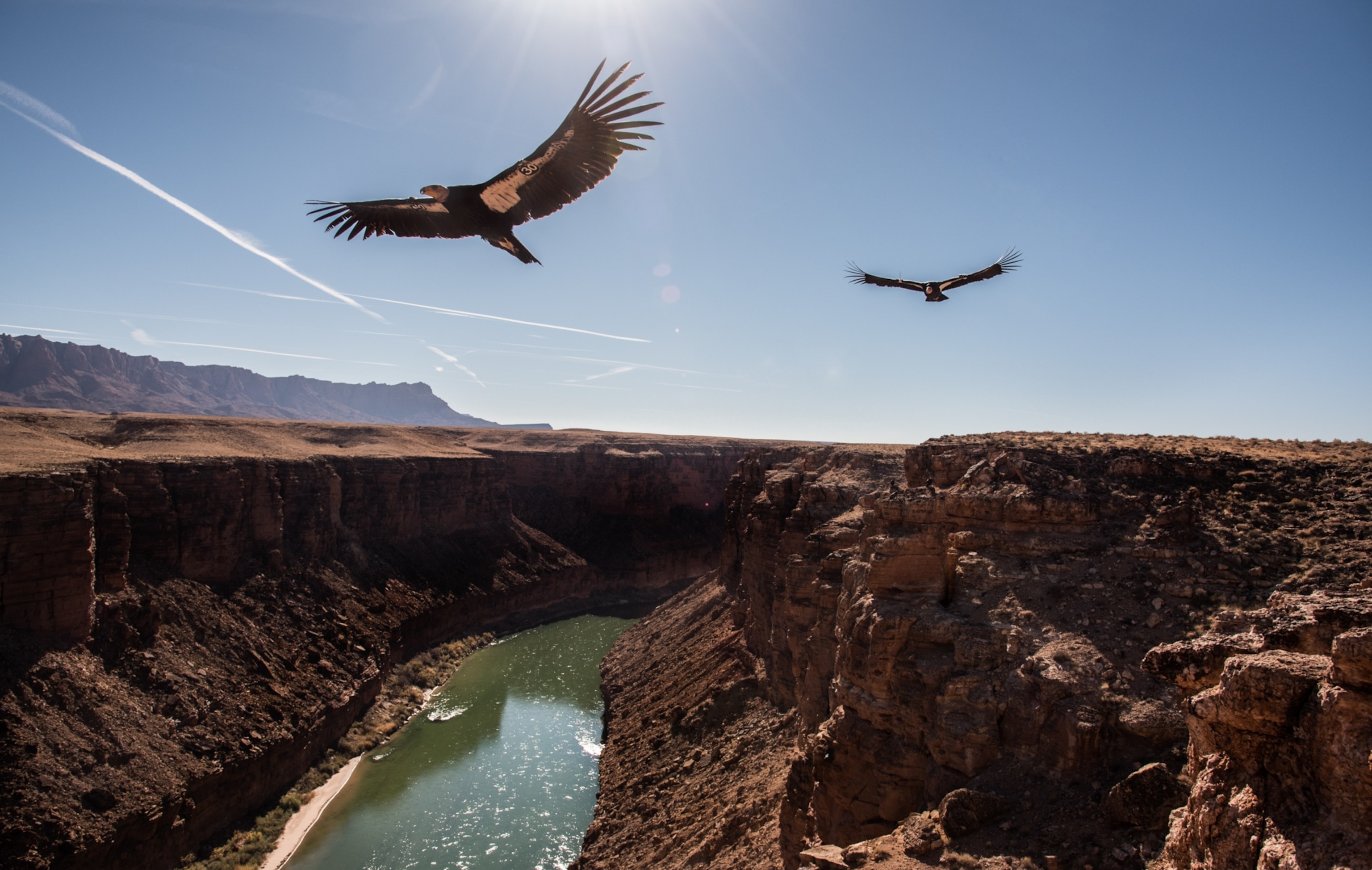 Two large birds soar over a deep canyon with a winding river below, under a clear blue sky