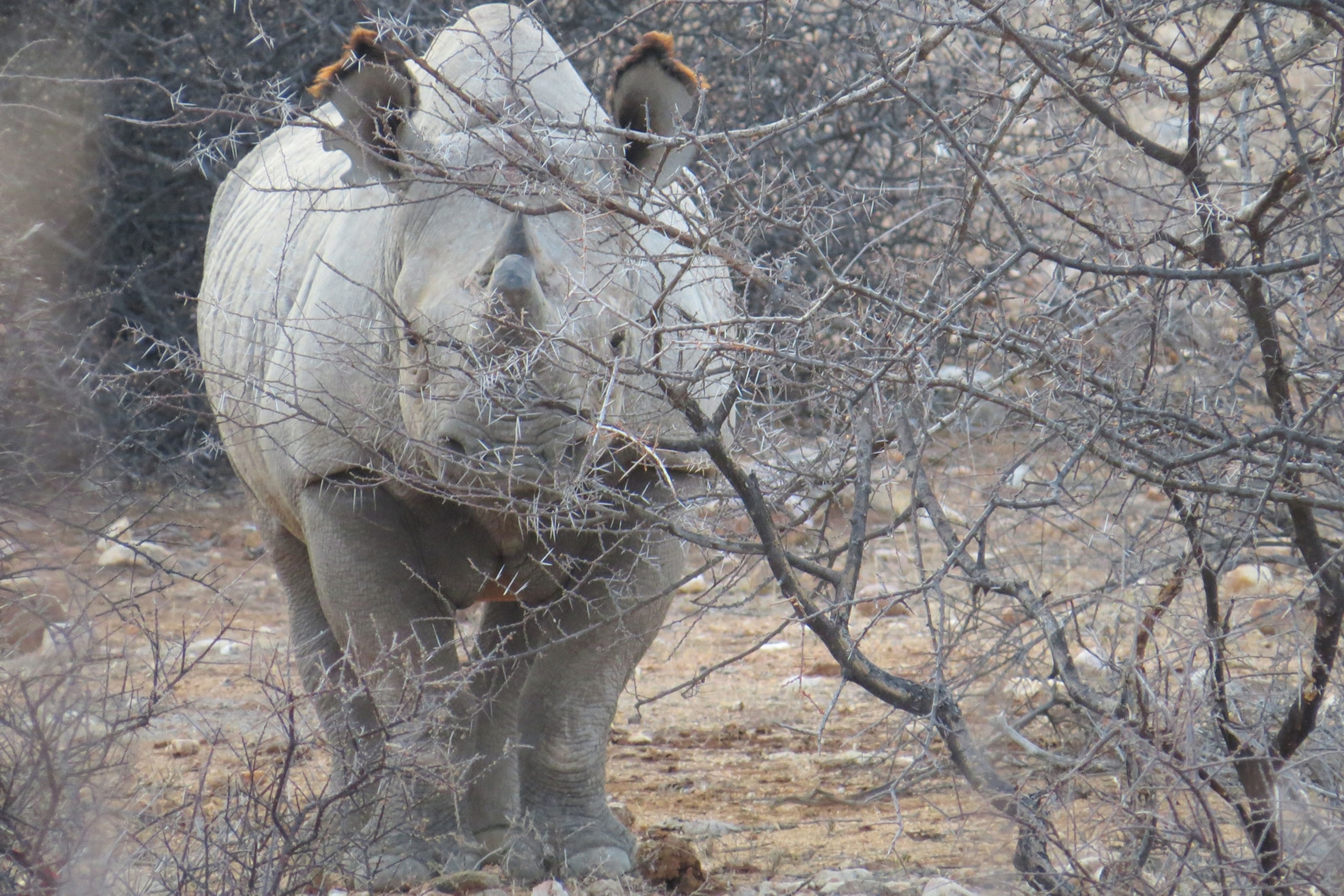 Rhino behind the branches of a tree