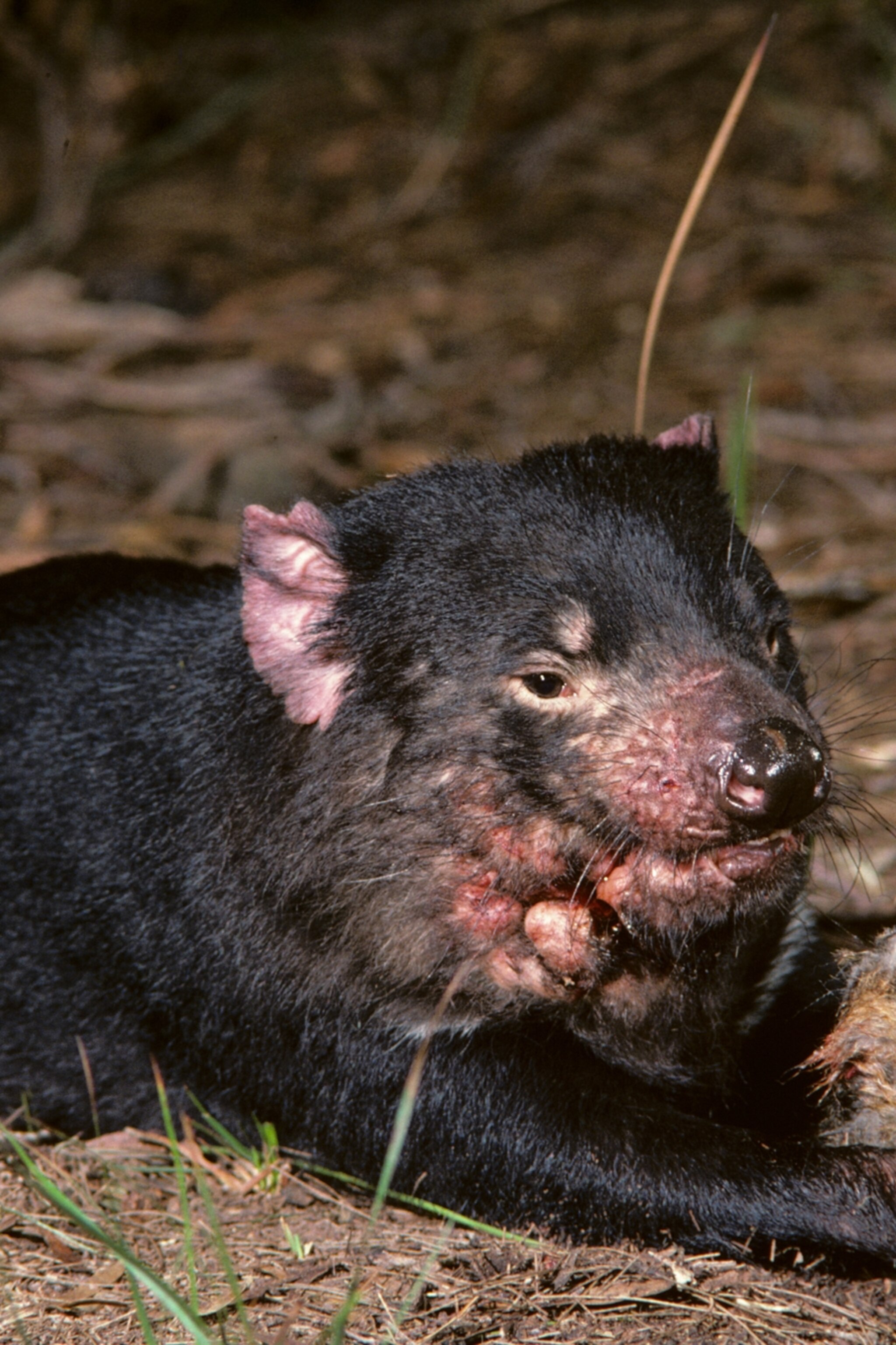 Gruesome Cancer Afflicting Tasmanian Devils May Be Waning A Hopeful Sign