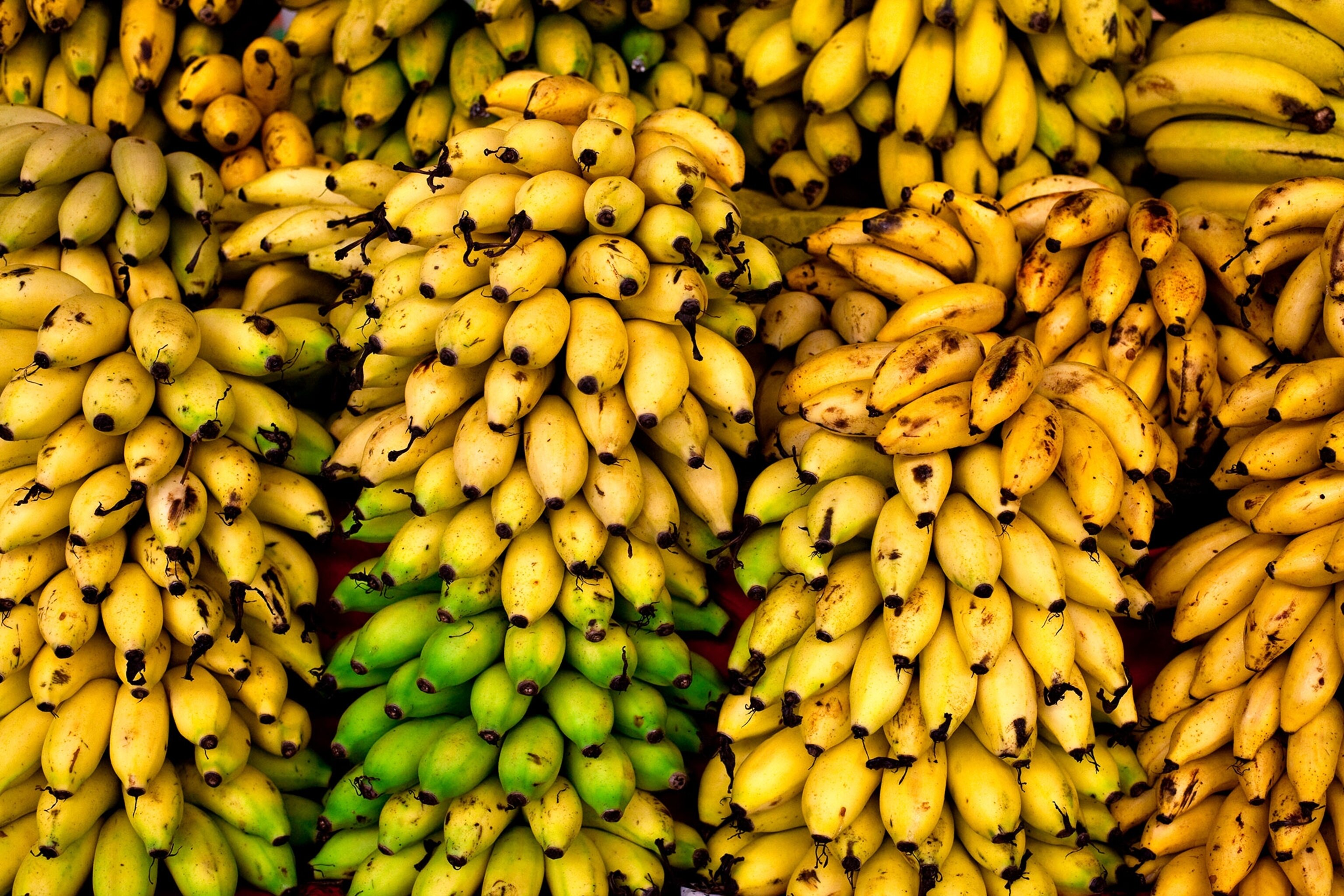 Why Are Bananas So Cheap?
