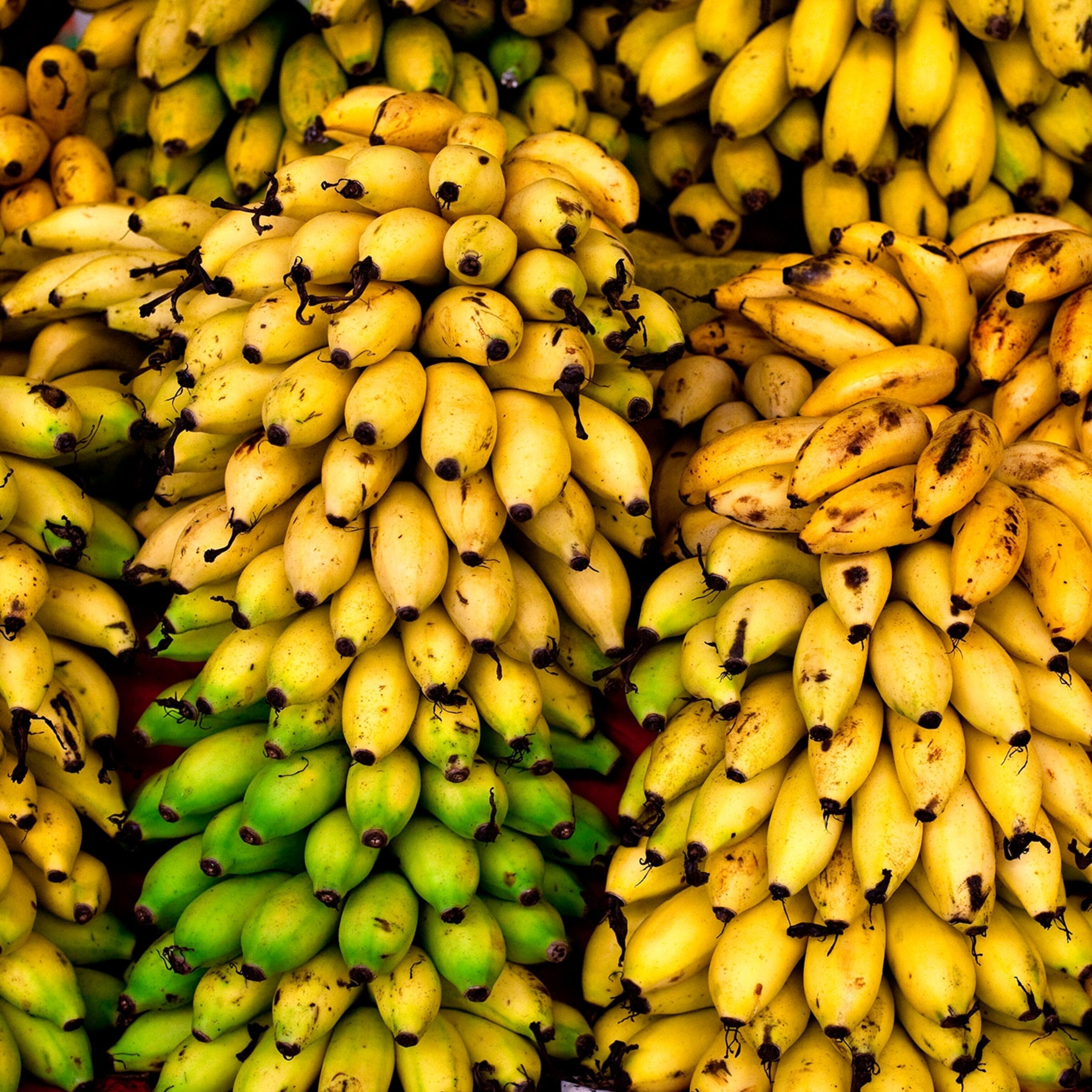 why-are-bananas-so-cheap
