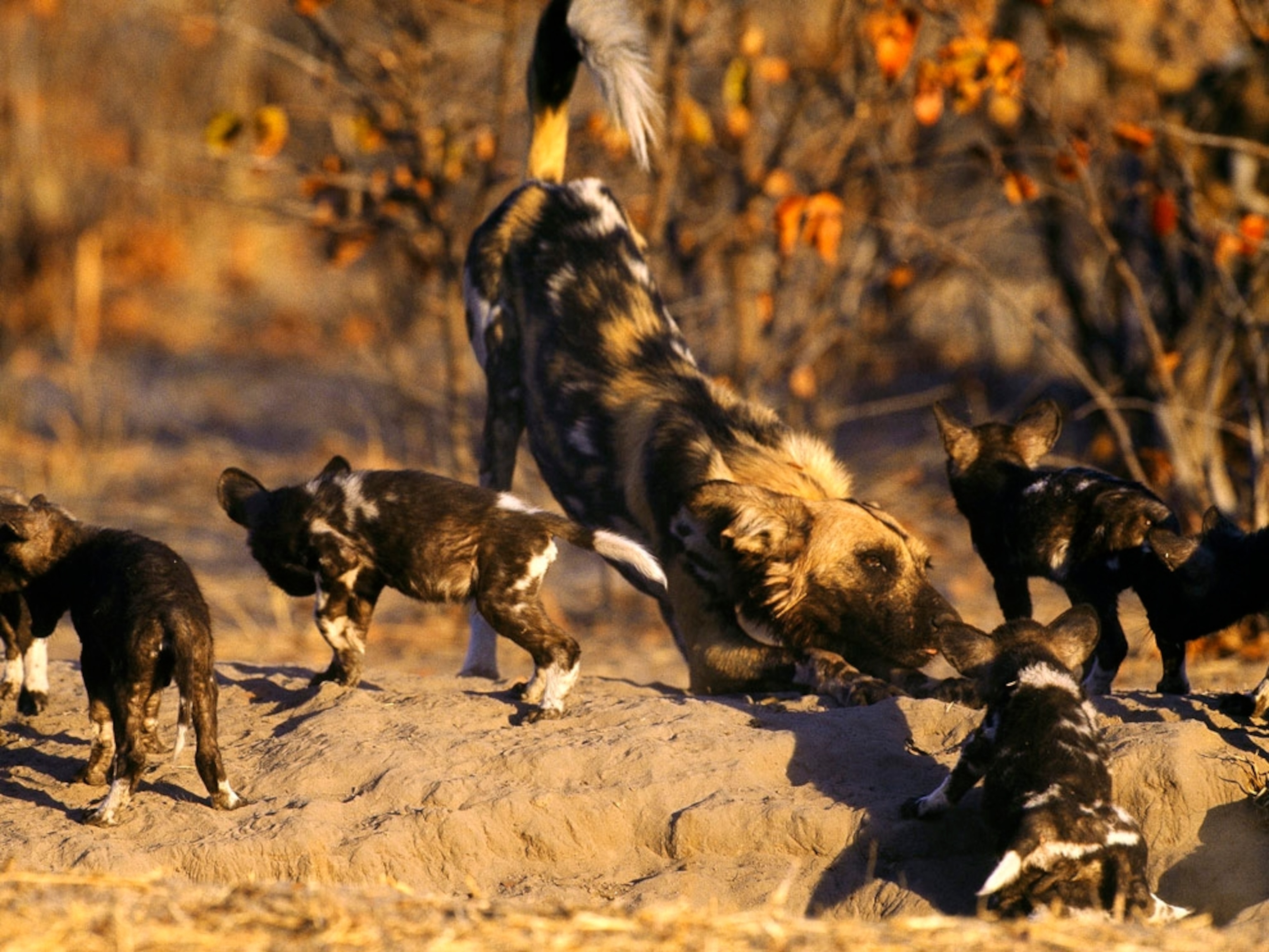 Young African wild dogs playing with an adult
