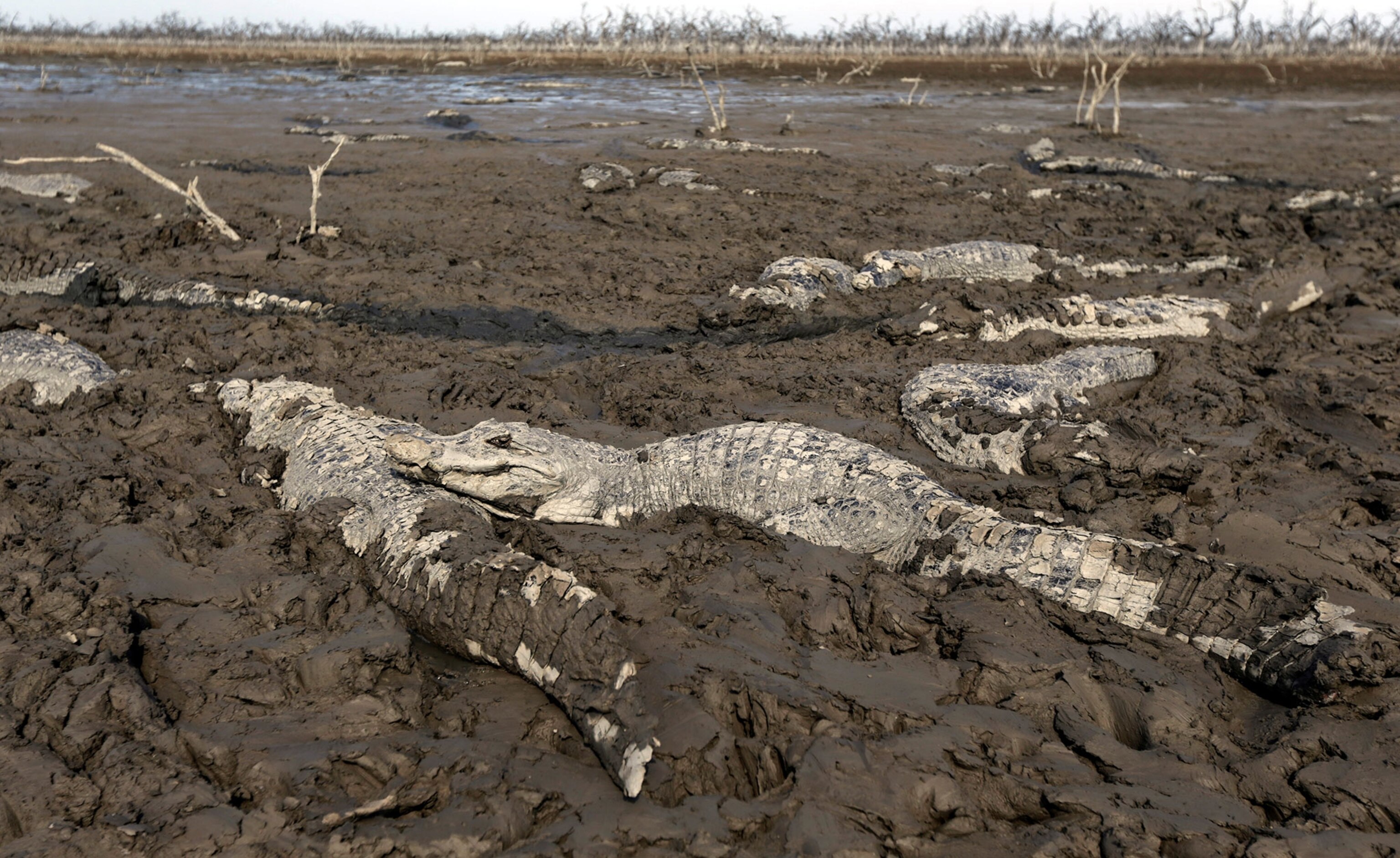 caimans stuck in mud in Paraguay