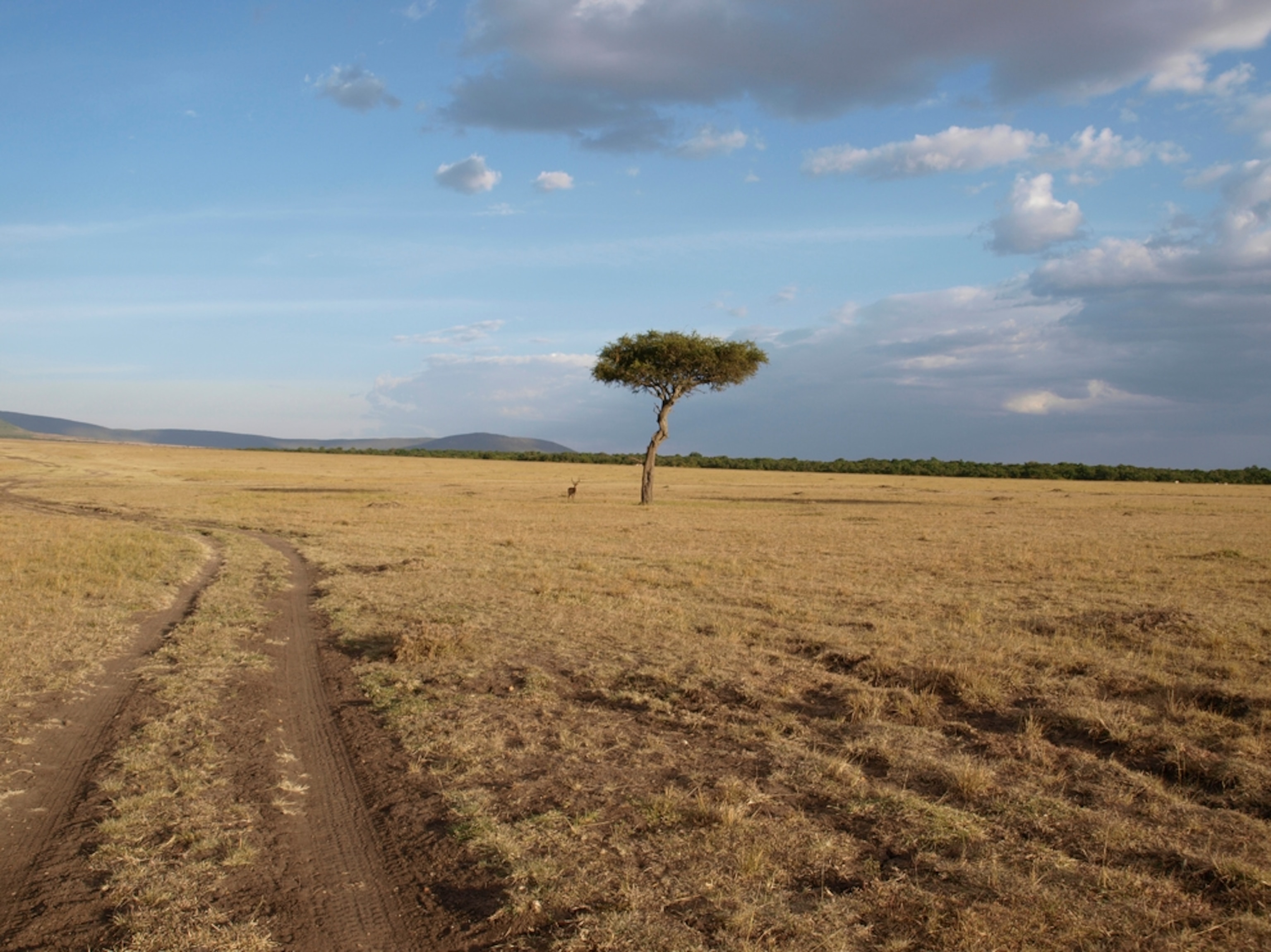 Lone tree on Masai Mara, Kenya, Africa