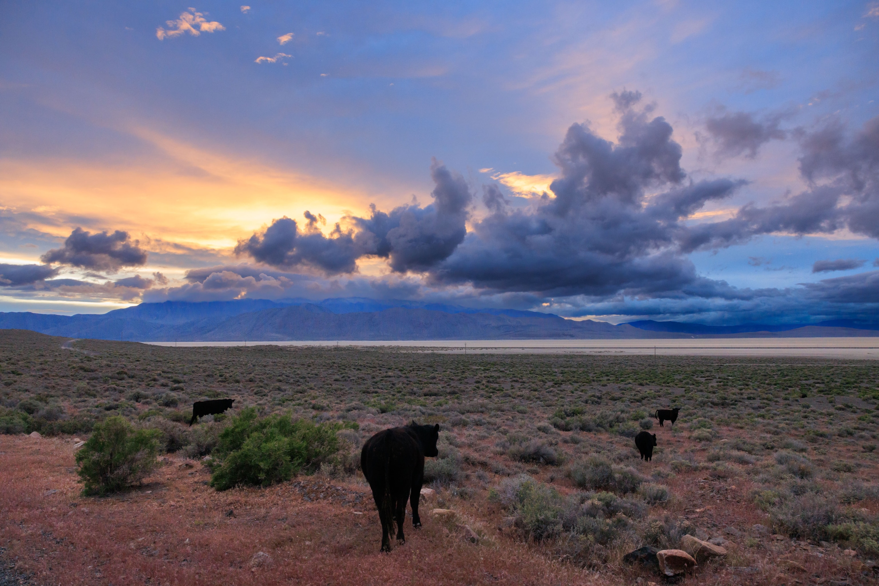 Reno high desert