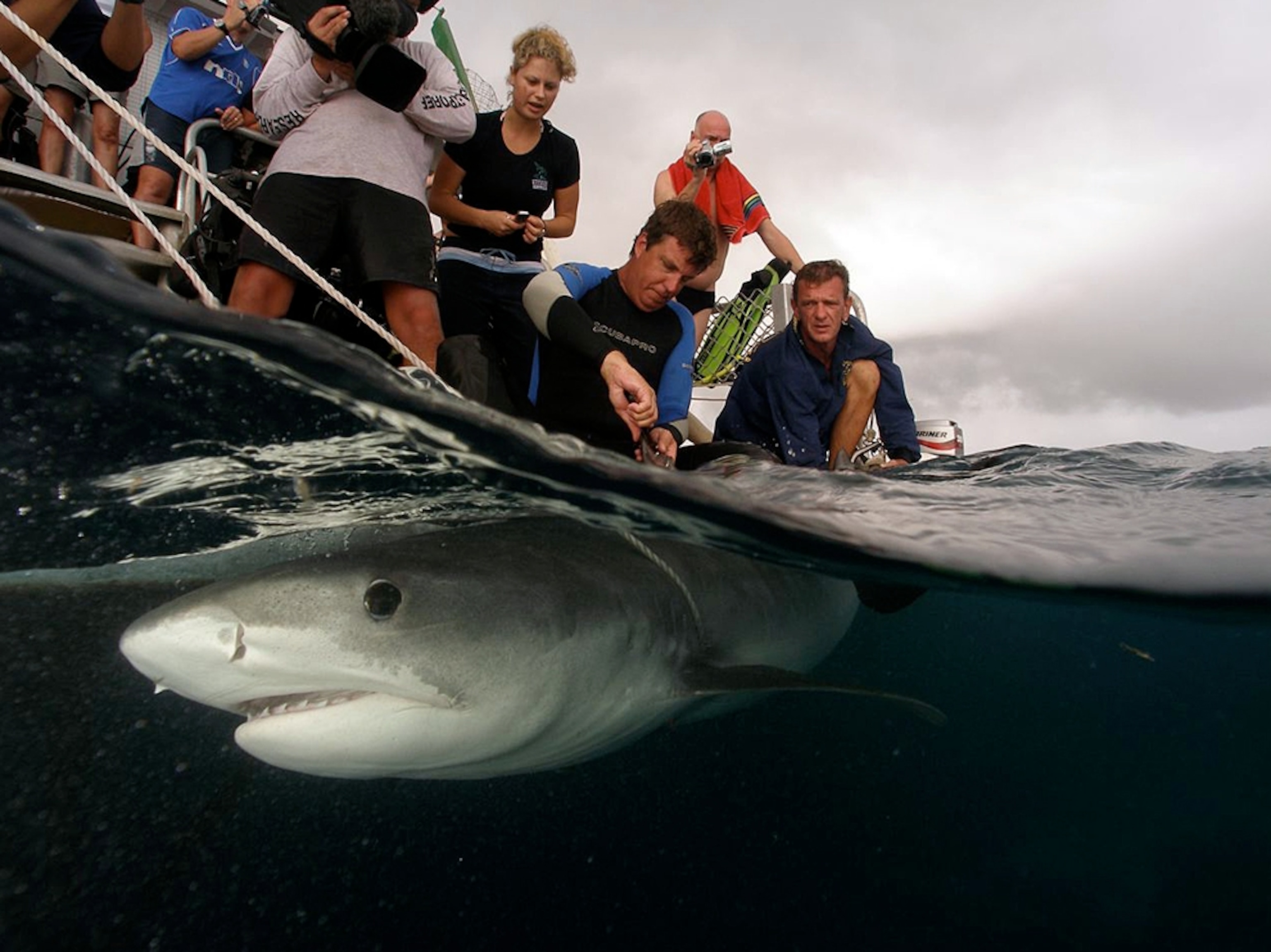 Scientists tagging a tiger shark