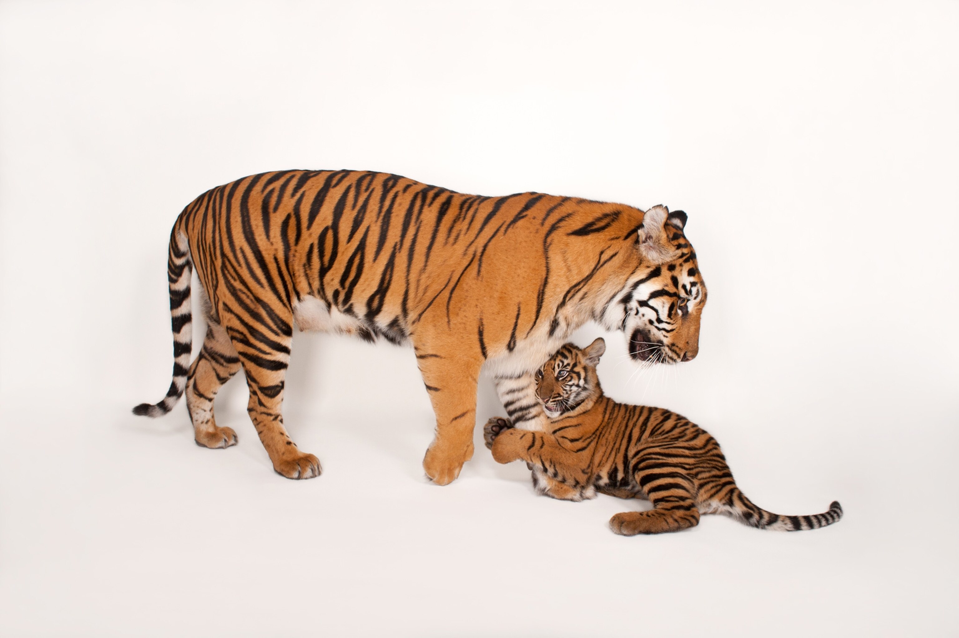 endangered Sumatran tiger, Panthera tigris sumatrae, and her cub