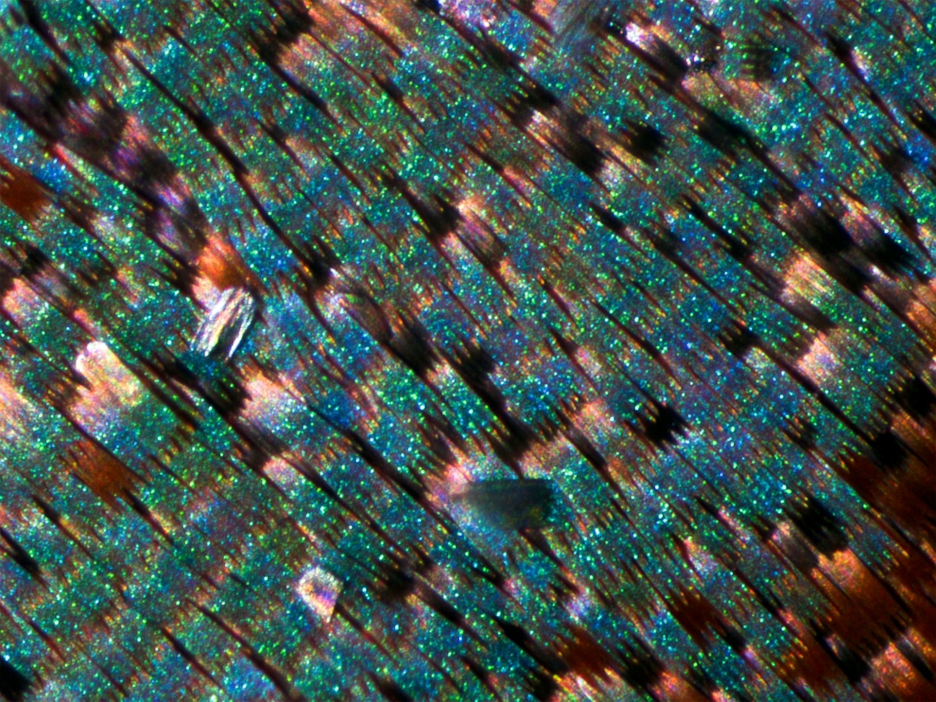 Wing scales of the juniper hairstreak butterfly as seen under a microscope