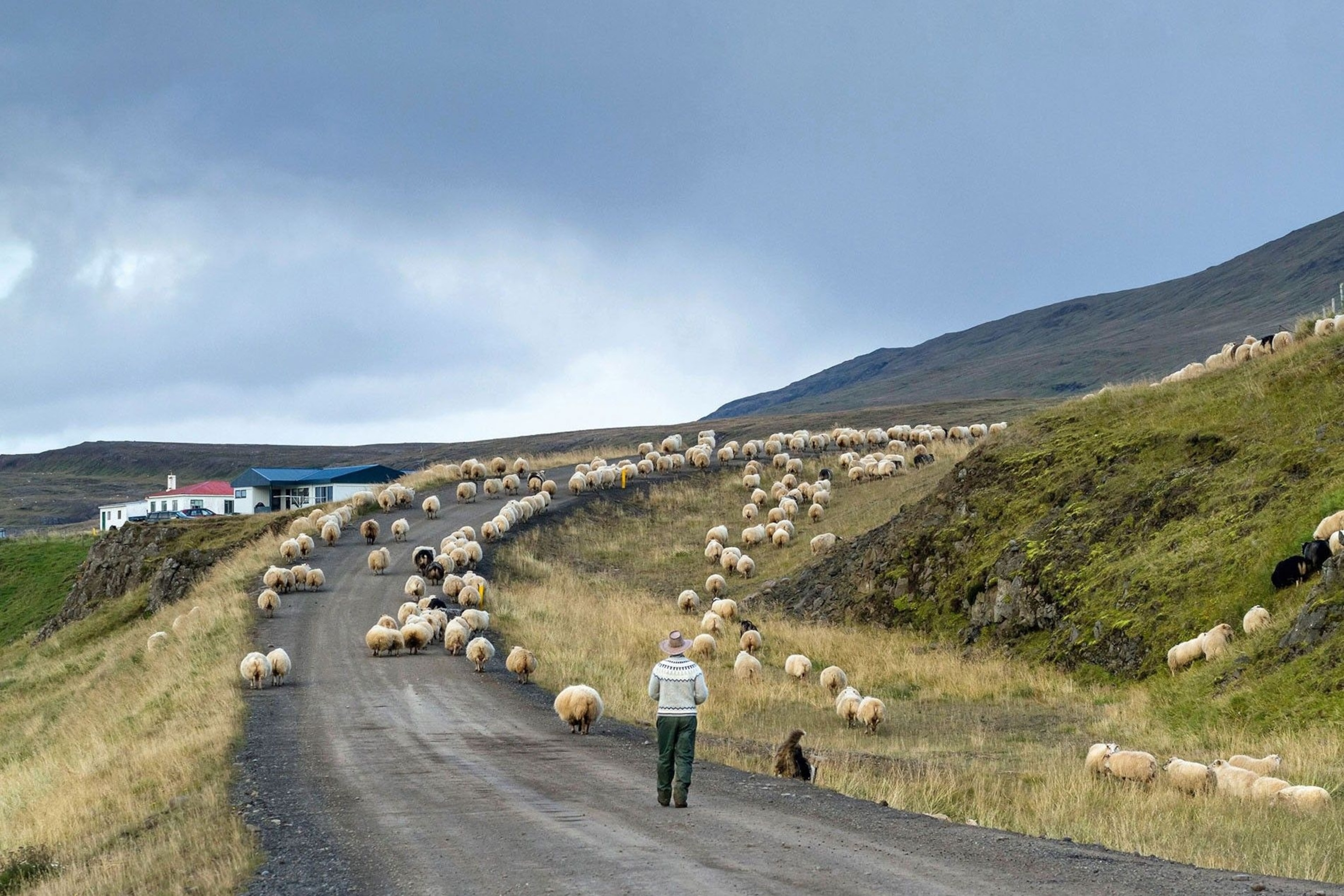 A shepherd herds his sheep down a dirt road in Vatnsnes Peninsula.